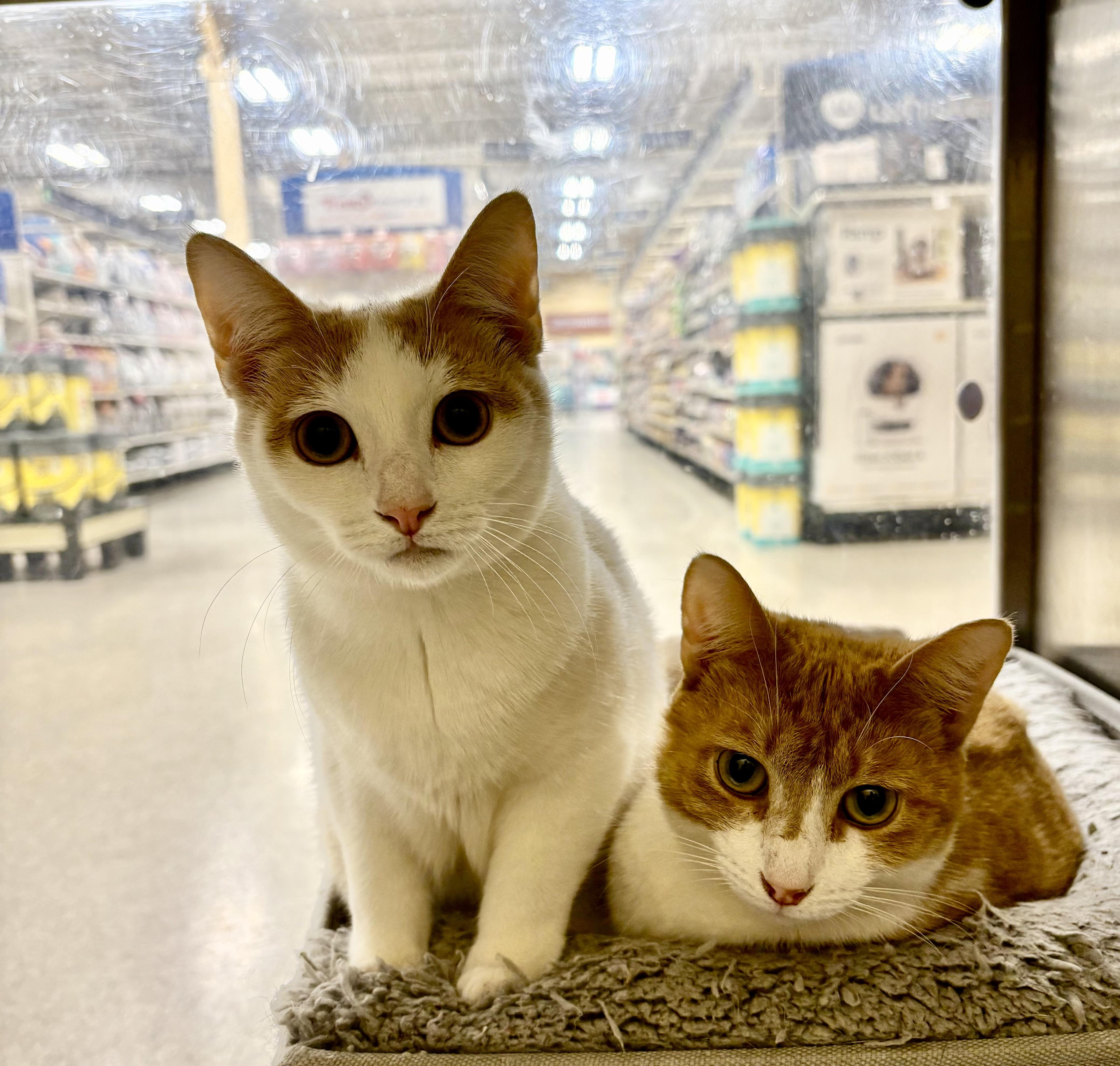 Enlarge Kimber, a Adoptable Tabby in Independence, OH image 3/4