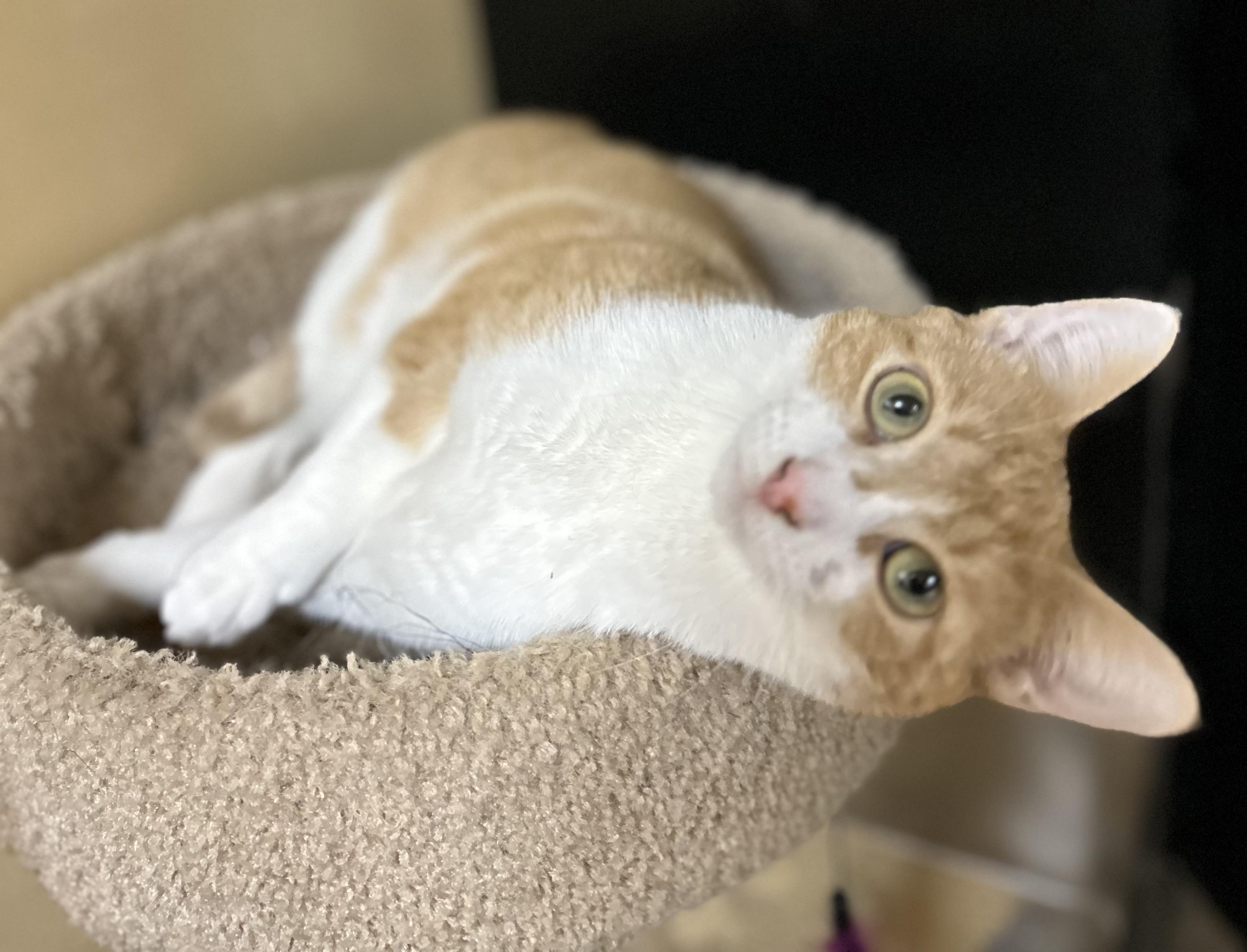 Enlarge Kimber, a Adoptable Tabby in Independence, OH image 4/4