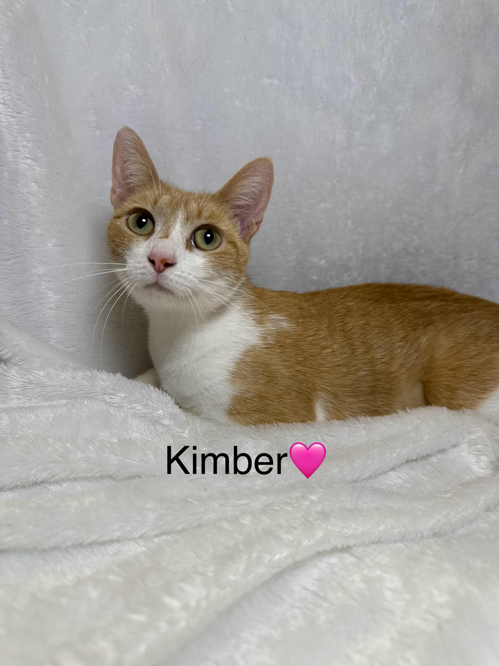 Kimber, Adoptable, Young Female Tabby.
