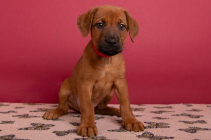 Mary, Adoptable, Puppy Female Retriever & Mixed Breed.