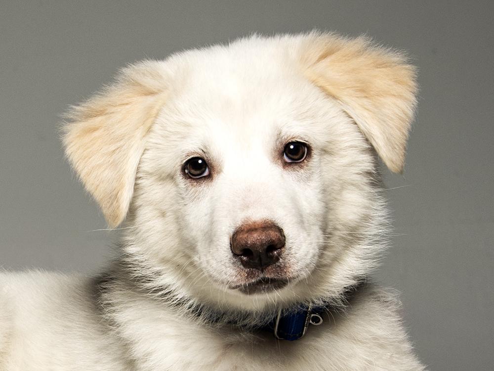 Enlarge Ajax, a ADOPTABLE mixed breed in Cookeville, TN image 2/6