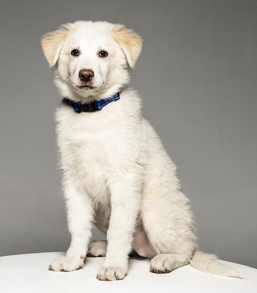 Enlarge Ajax, a ADOPTABLE mixed breed in Cookeville, TN image 1/6