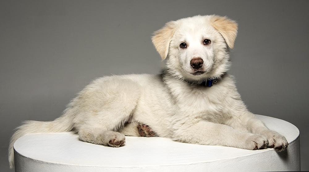 Enlarge Ajax, a ADOPTABLE mixed breed in Cookeville, TN image 3/6