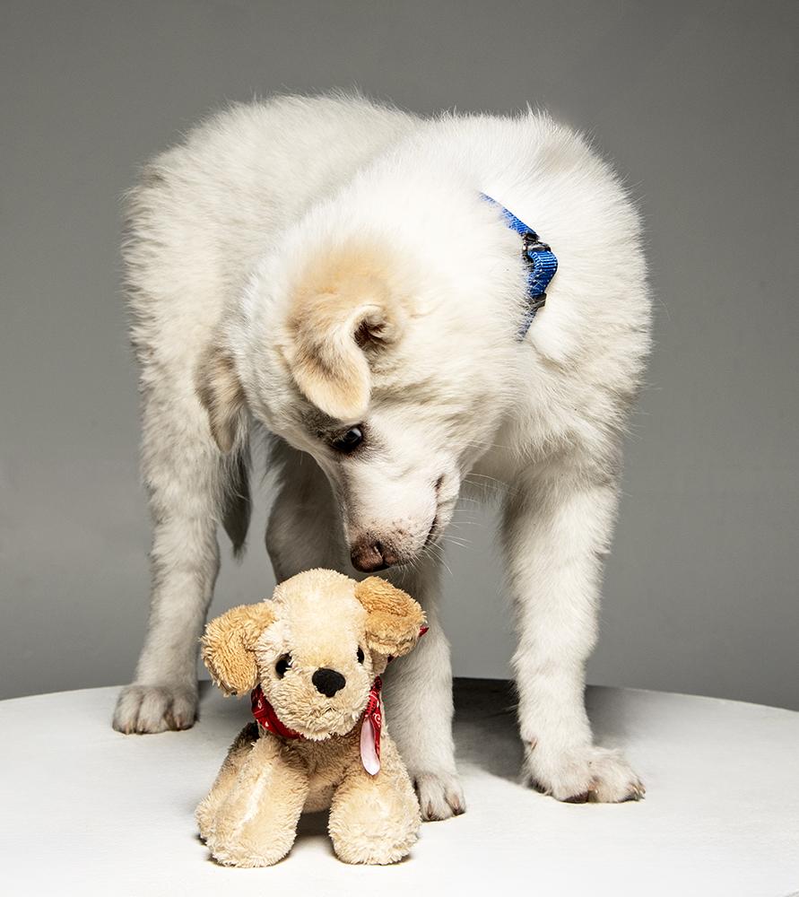 Enlarge Ajax, a ADOPTABLE mixed breed in Cookeville, TN image 5/6