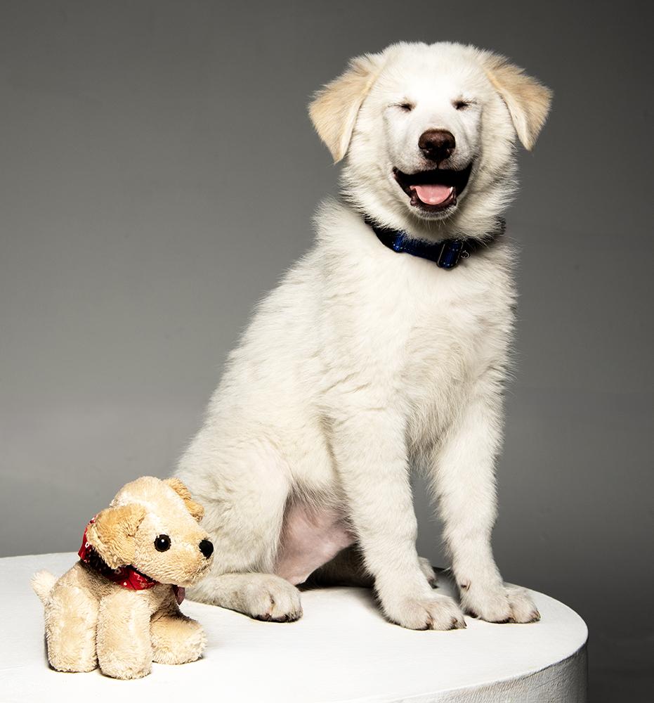 Enlarge Ajax, a ADOPTABLE mixed breed in Cookeville, TN image 4/6