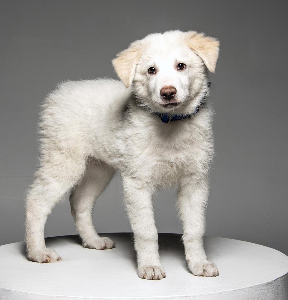 Enlarge Ajax, a ADOPTABLE mixed breed in Cookeville, TN image 6/6