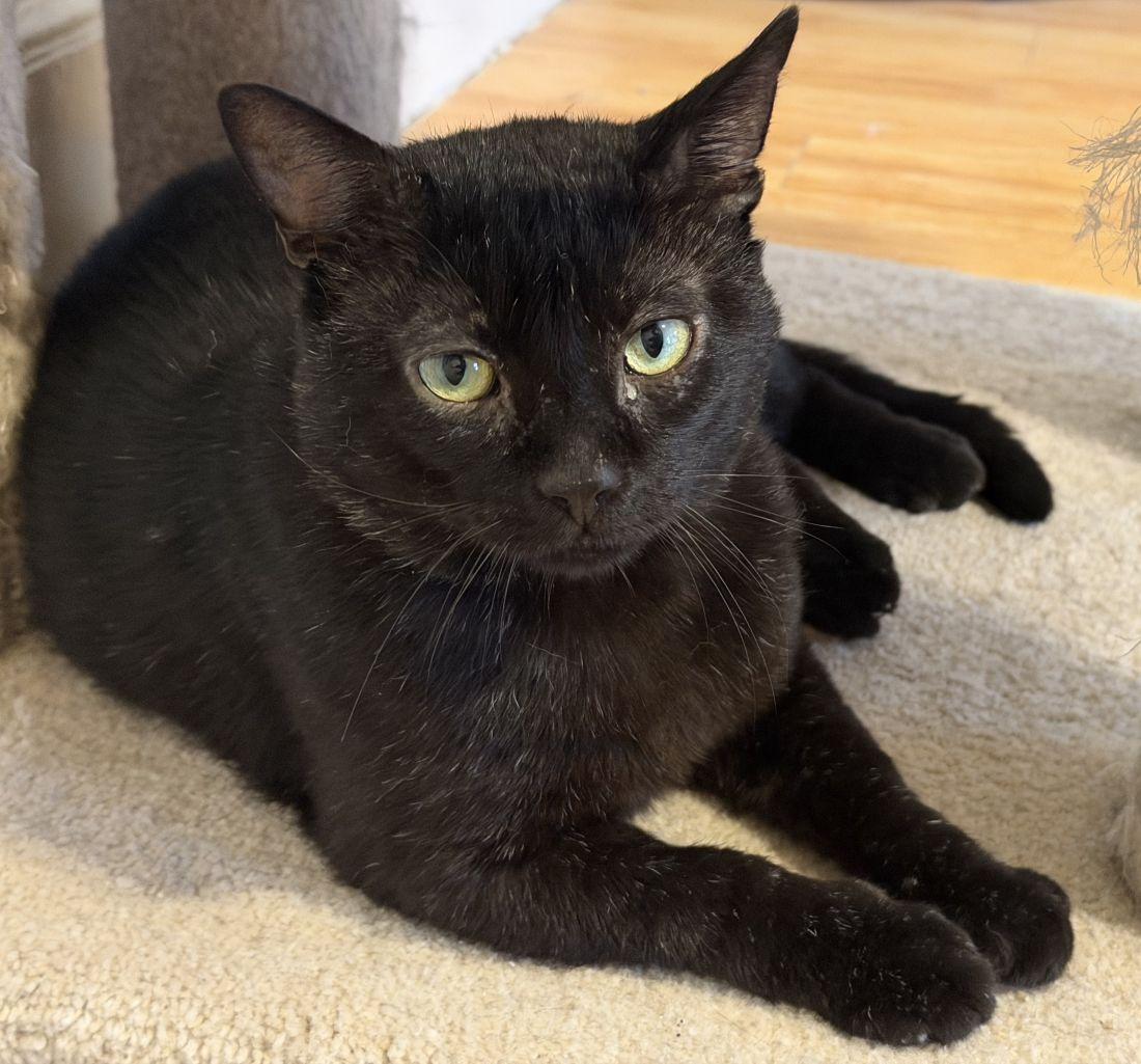 Enlarge Linden, a Adoptable mixed breed in New Bedford, MA image 1/4