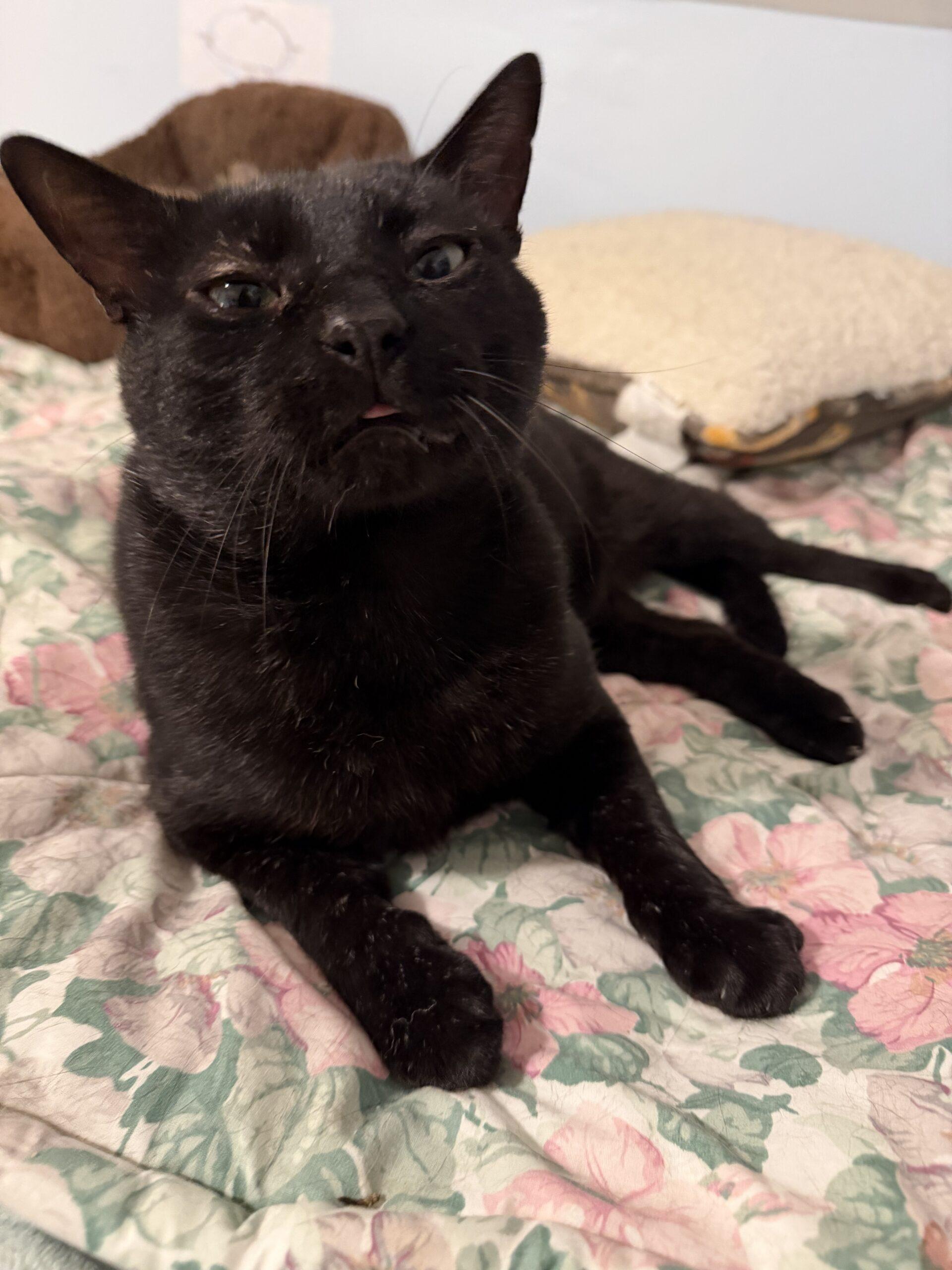 Enlarge Linden, a Adoptable mixed breed in New Bedford, MA image 3/4