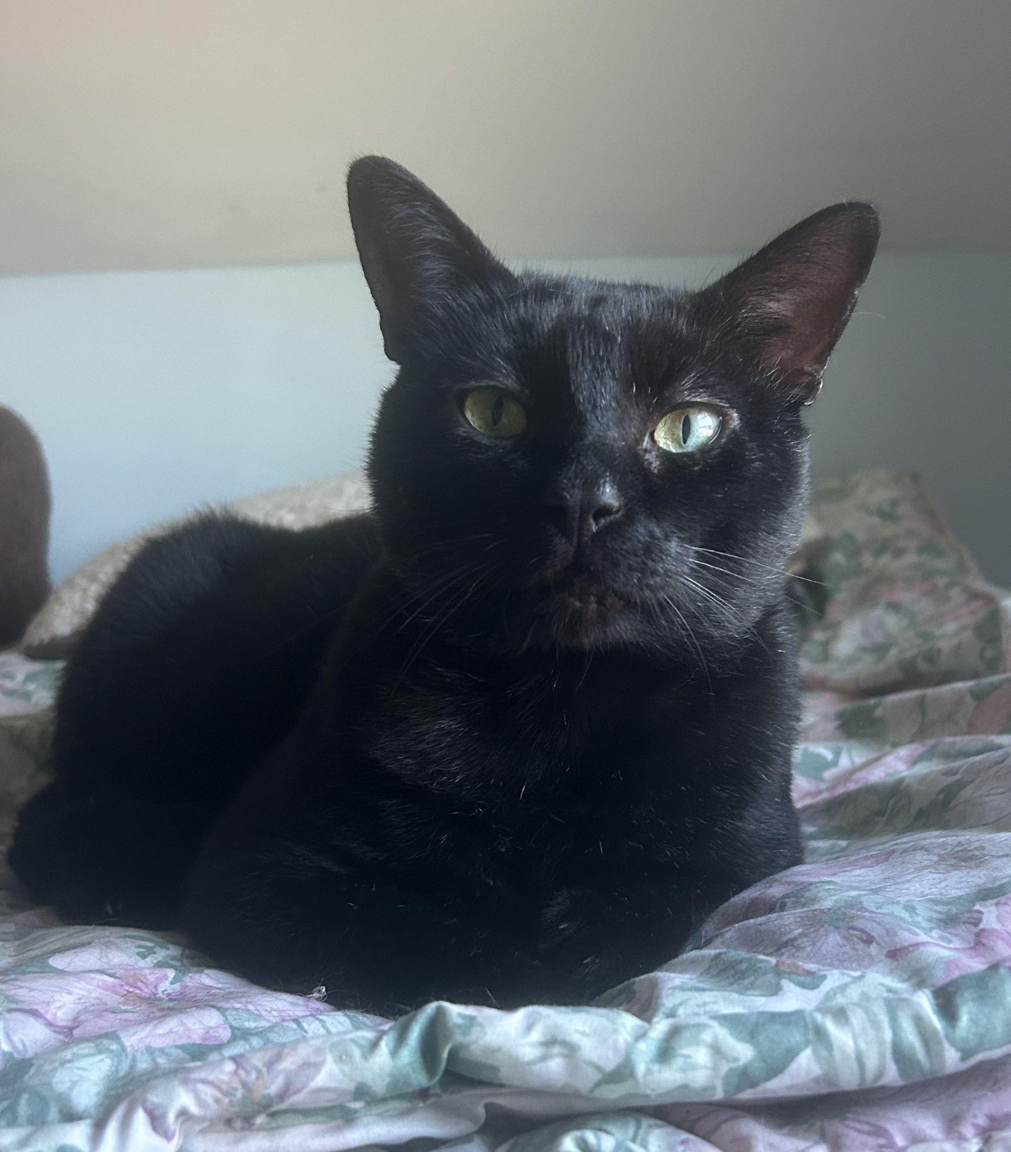 Enlarge Linden, a Adoptable mixed breed in New Bedford, MA image 4/4