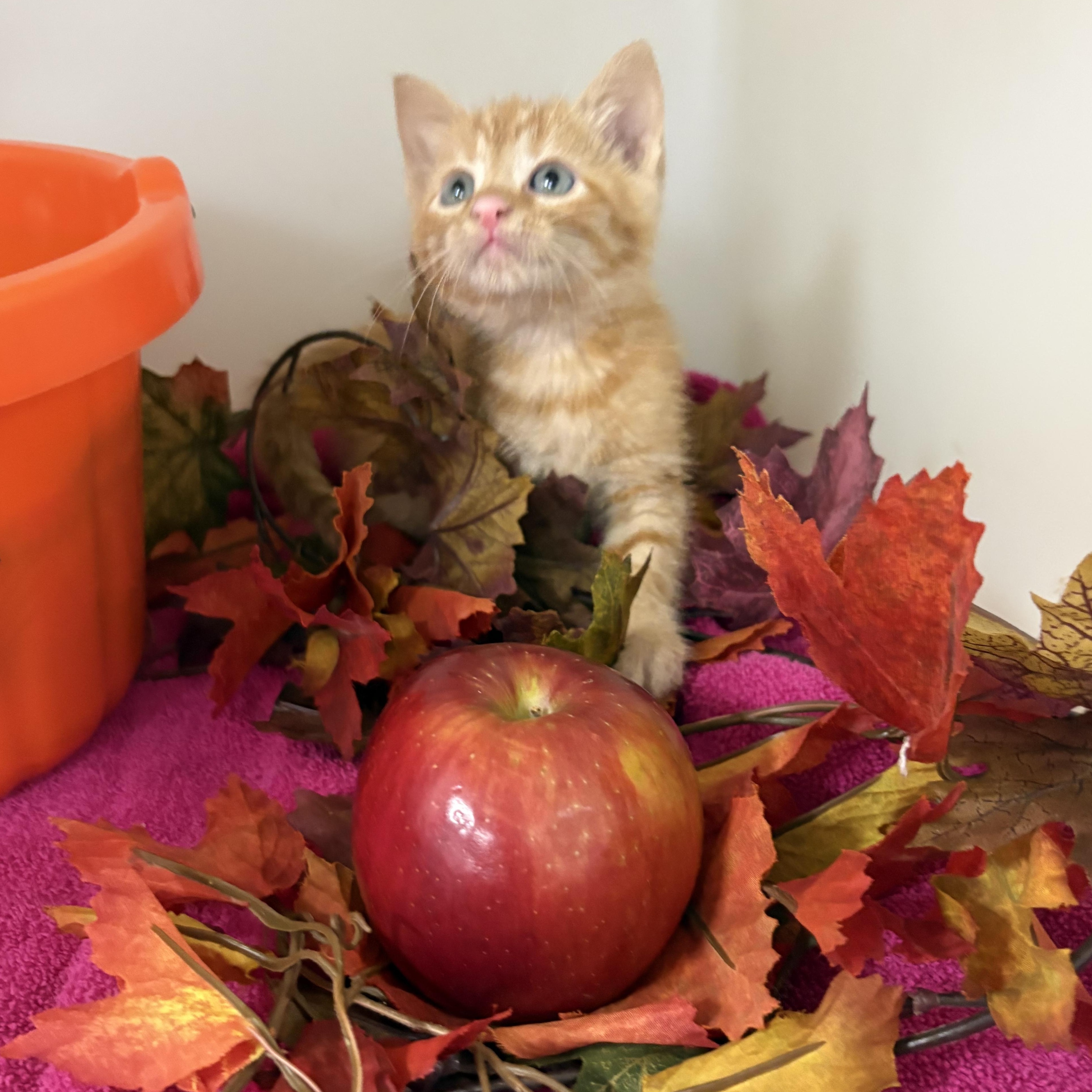 Enlarge Cider, a Adoptable mixed breed in Charles City, IA image 3/5