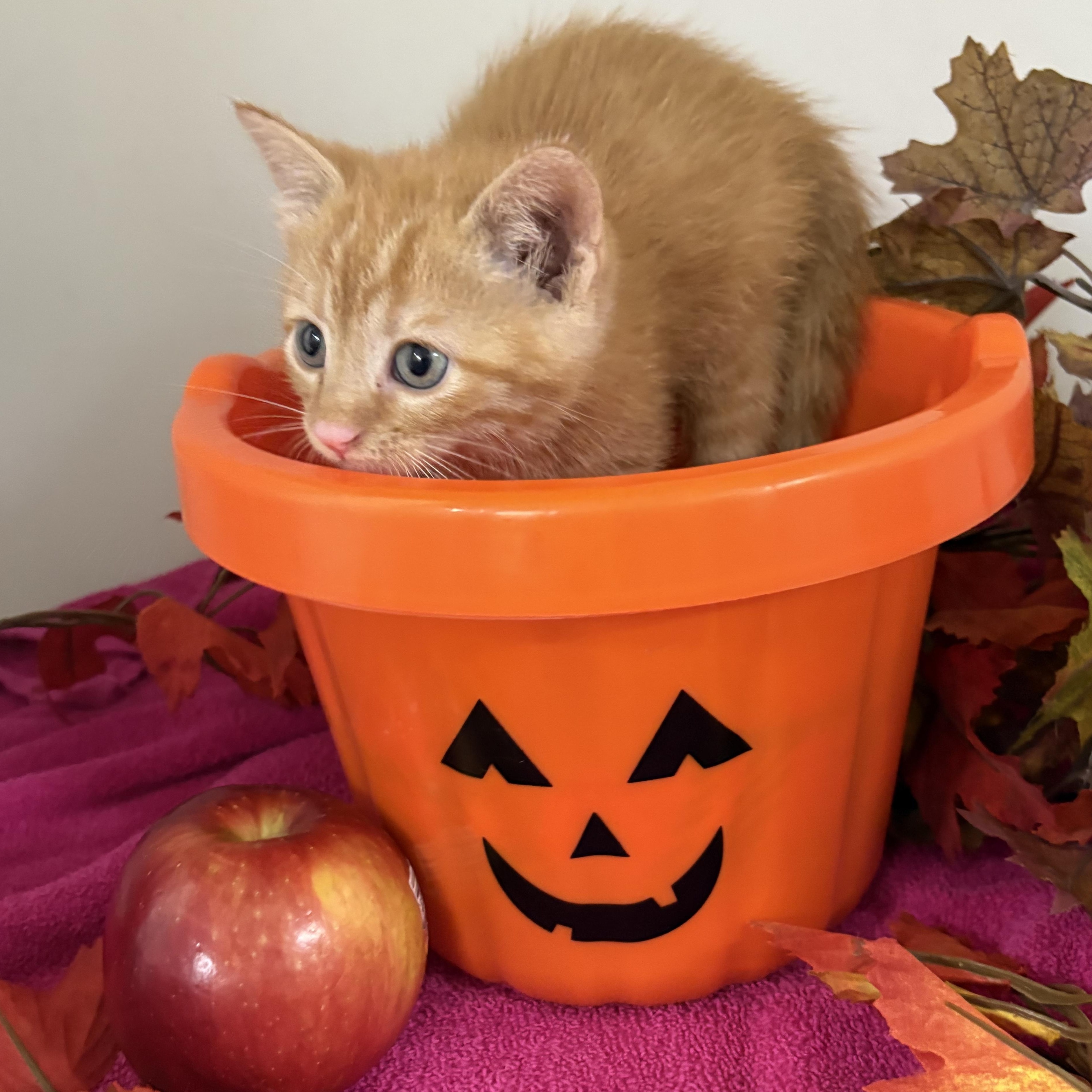 Enlarge Cider, a Adoptable mixed breed in Charles City, IA image 4/5