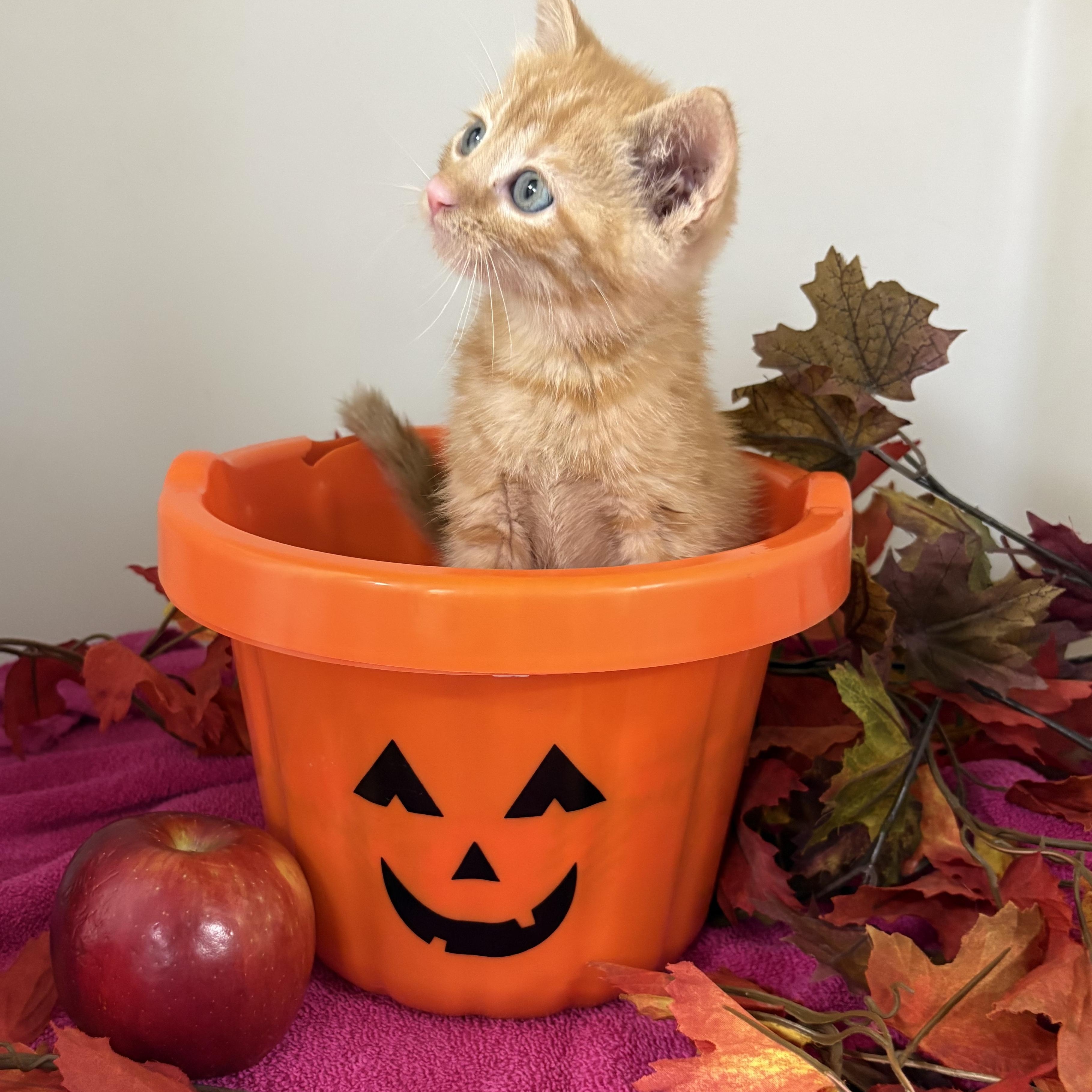 Enlarge Cider, a Adoptable mixed breed in Charles City, IA image 5/5