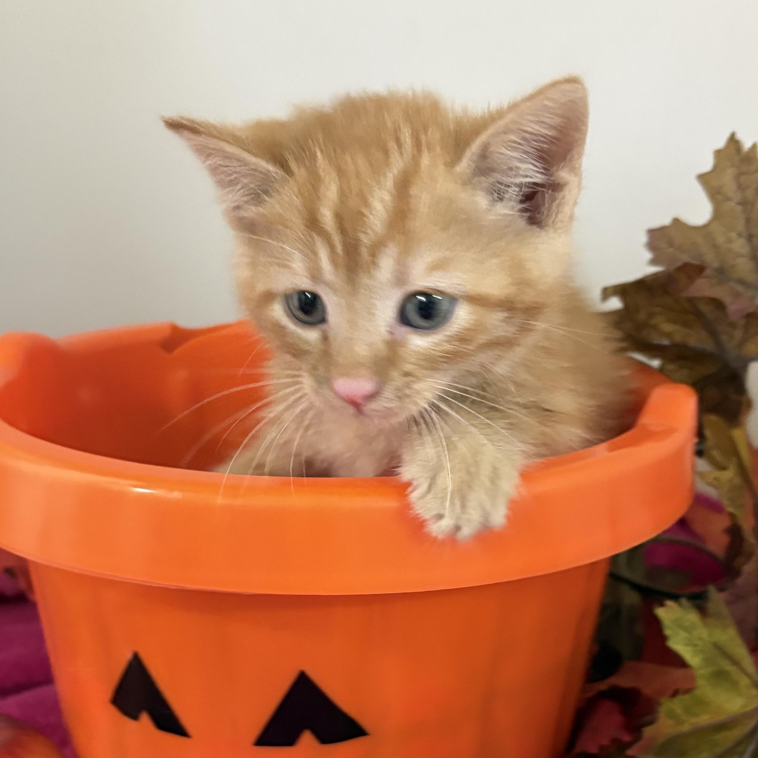 Enlarge Cider, a Adoptable mixed breed in Charles City, IA image 2/5
