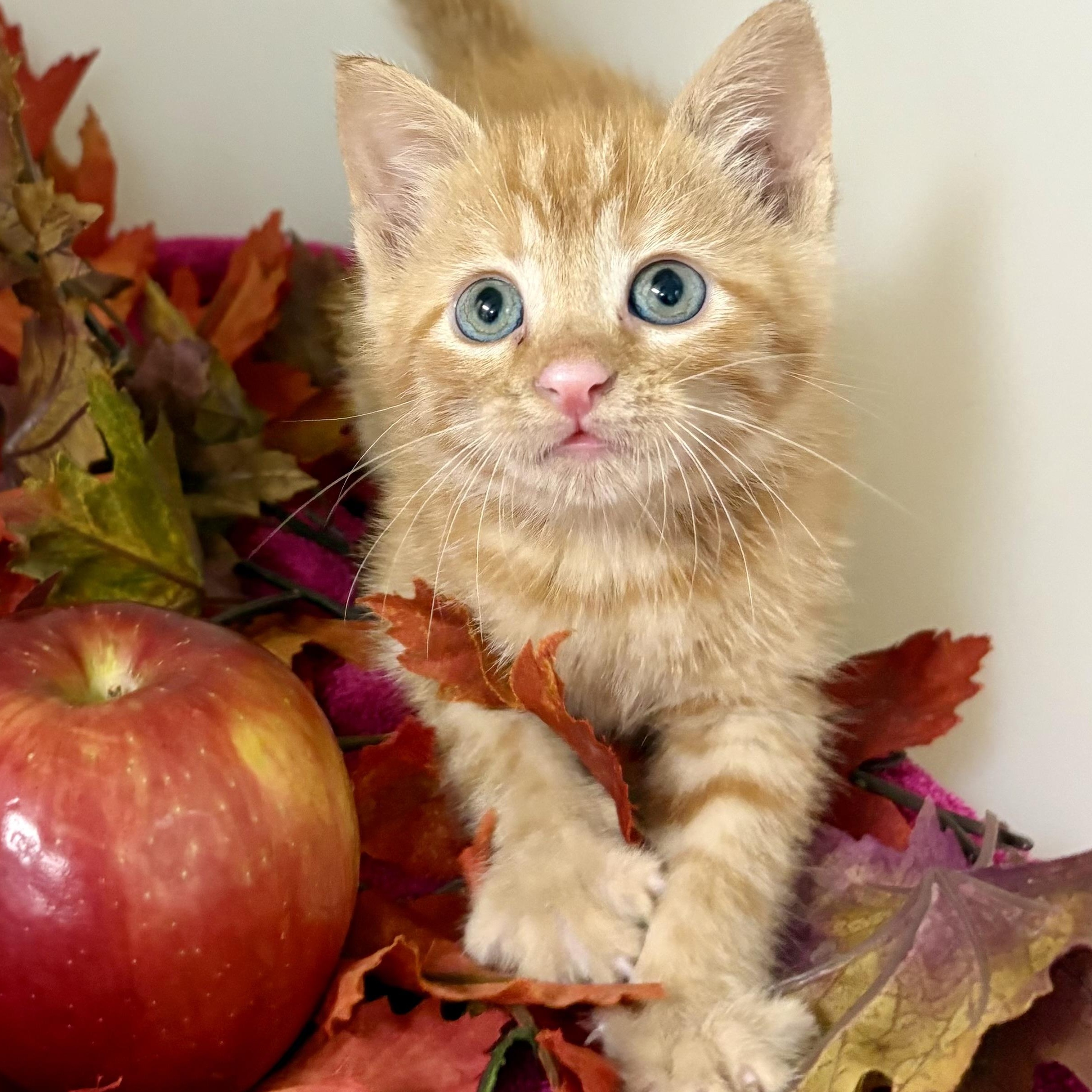 Cider, Adoptable, Kitten Female Domestic Short Hair & Tabby.