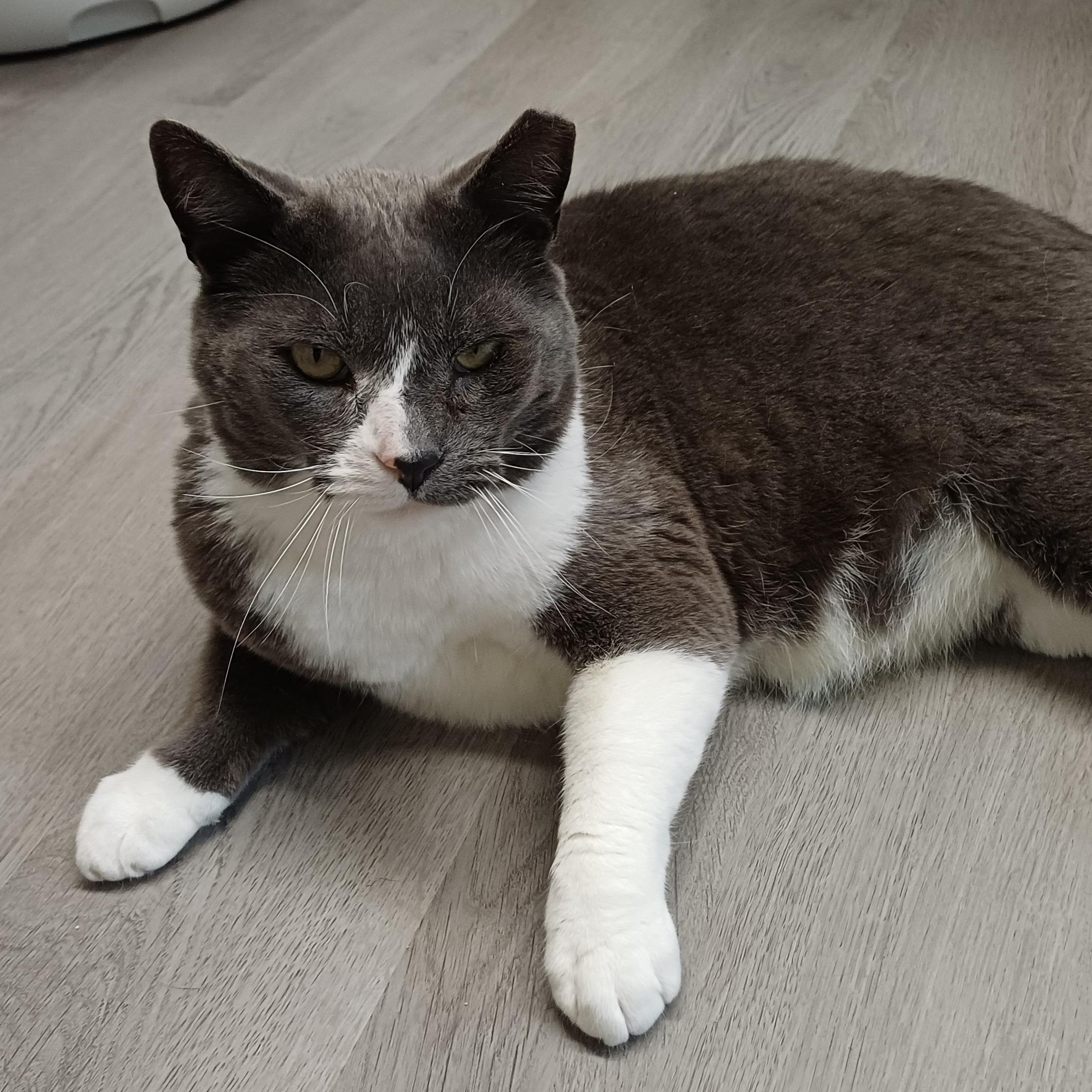 Enlarge Smokey, an adoptable Domestic Short Hair in Renton , WA image 4/6