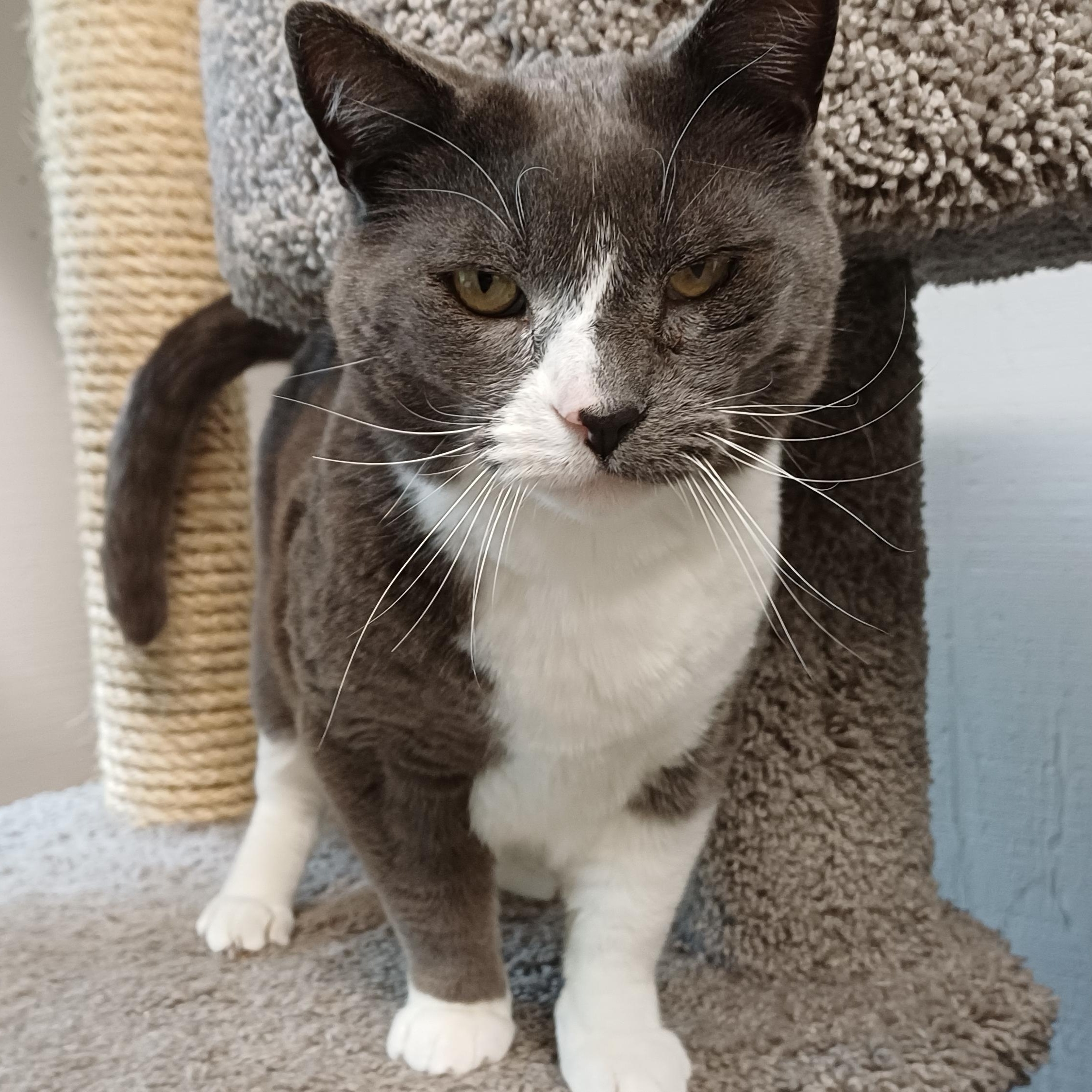 Enlarge Smokey, an adoptable Domestic Short Hair in Renton , WA image 5/6