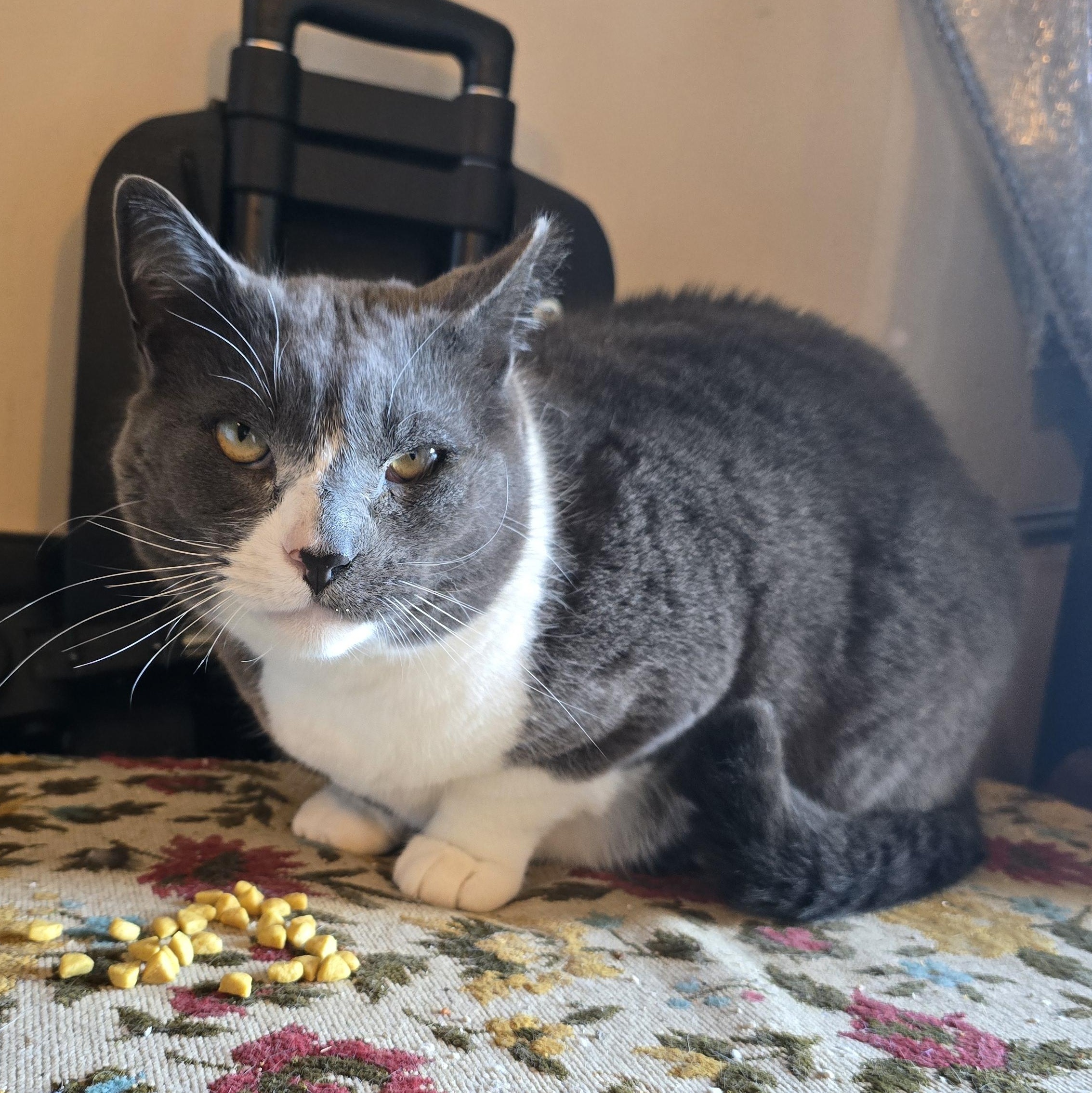 Smokey, Adoptable, Adult Male Domestic Short Hair.