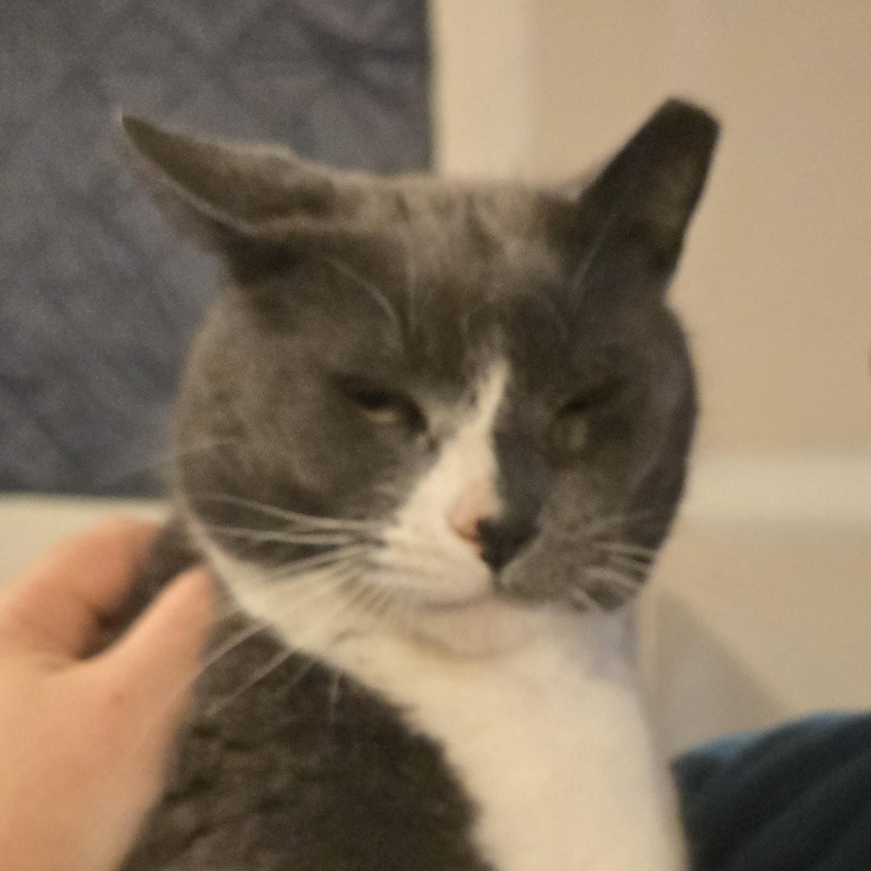 Enlarge Smokey, an adoptable Domestic Short Hair in Renton , WA image 2/6