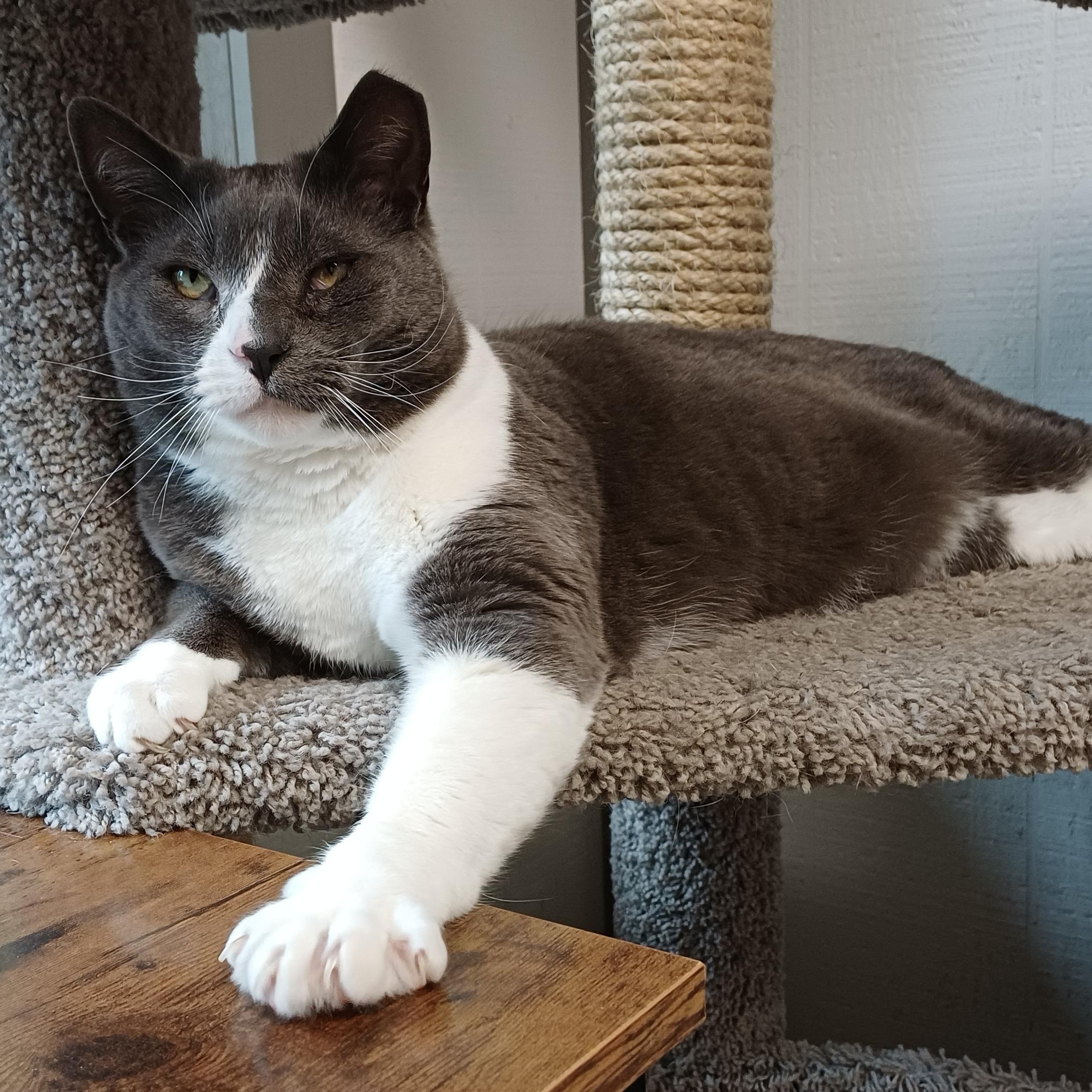 Enlarge Smokey, an adoptable Domestic Short Hair in Renton , WA image 1/6