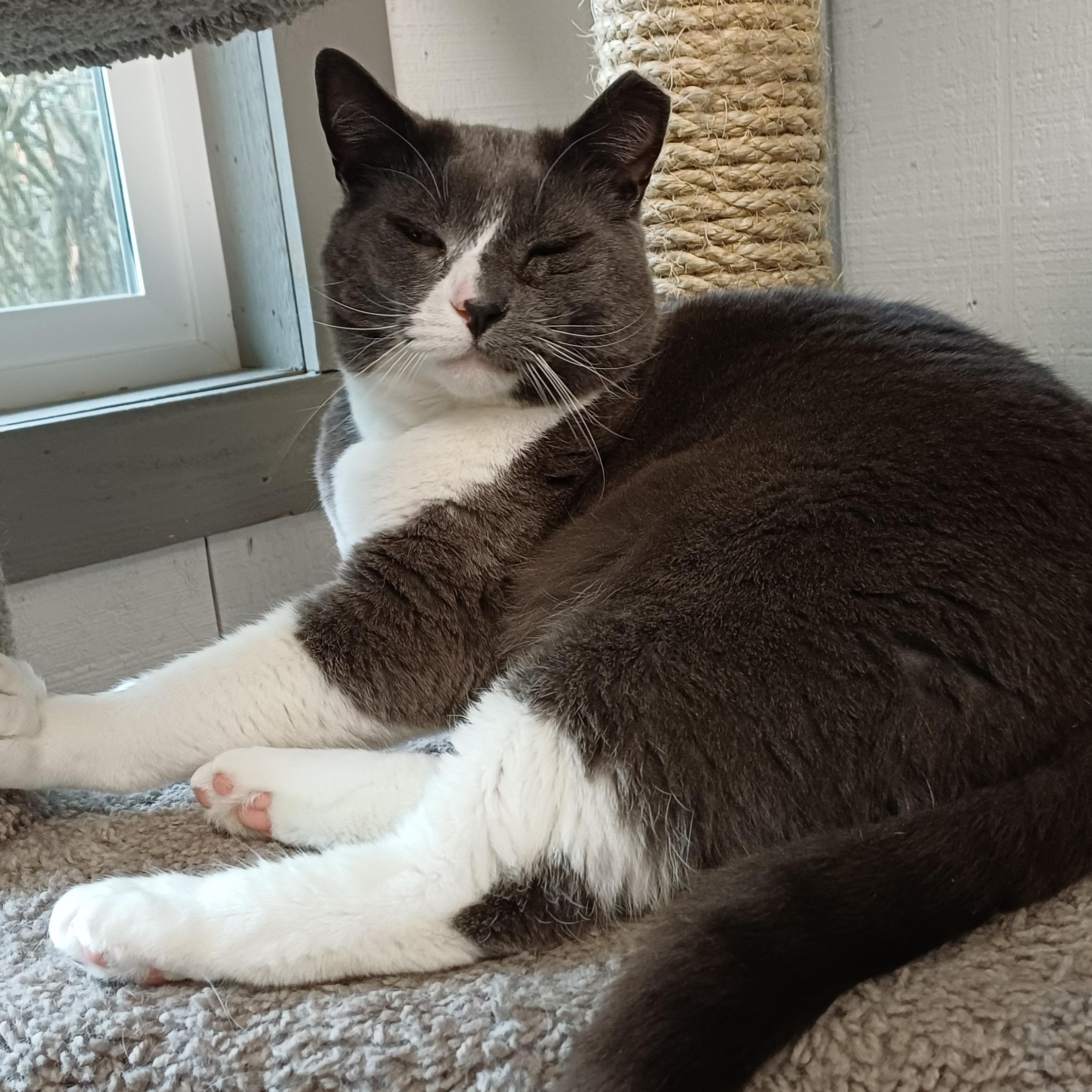 Enlarge Smokey, an adoptable Domestic Short Hair in Renton , WA image 3/6