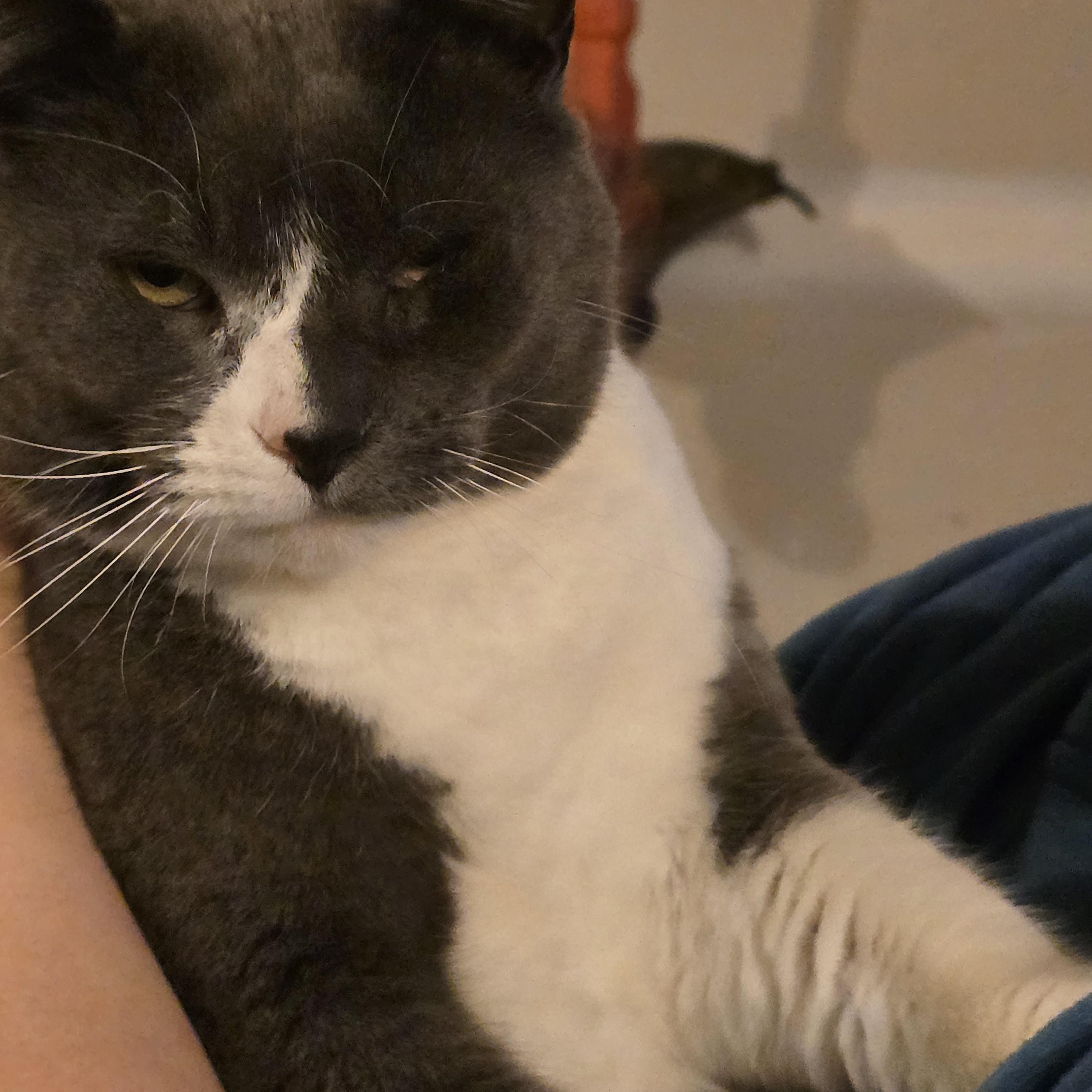 Enlarge Smokey, an adoptable Domestic Short Hair in Renton , WA image 6/6