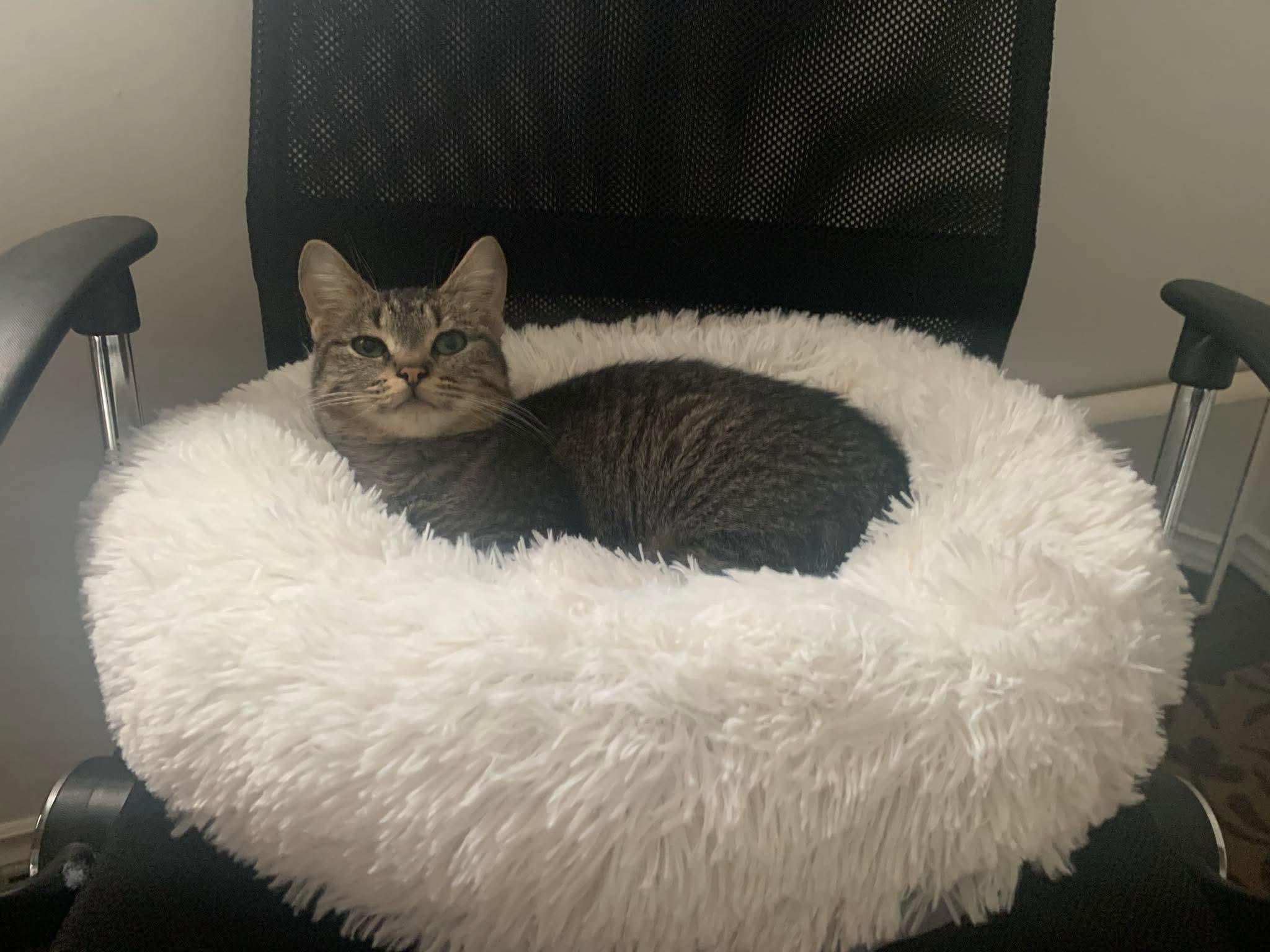 Enlarge Mouse  (f) 1yrs old tabby dsh silver tip, a Adoptable Domestic Short Hair in Ottawa, ON image 3/6