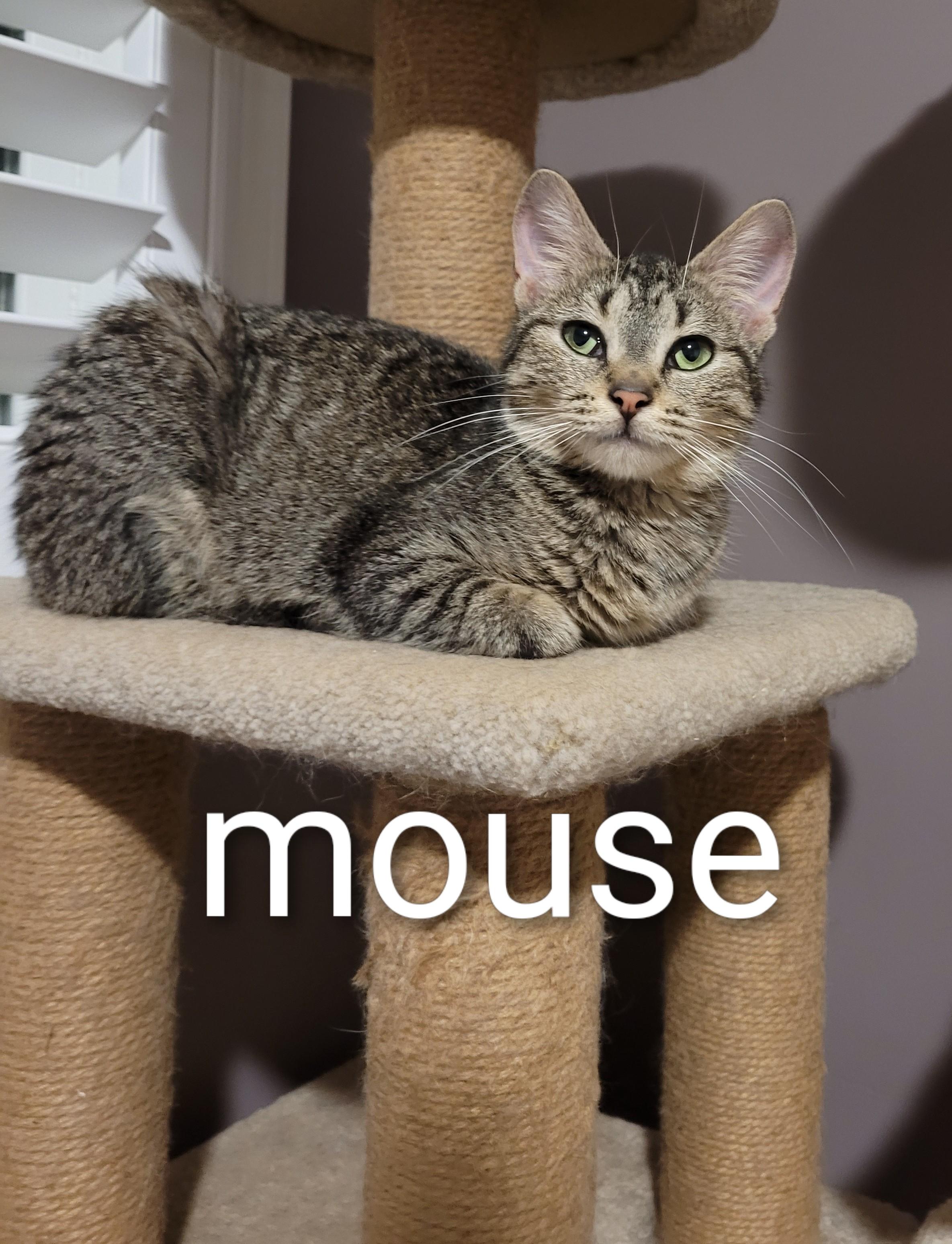 Mouse  (f) 11mths tabby dsh silver tip