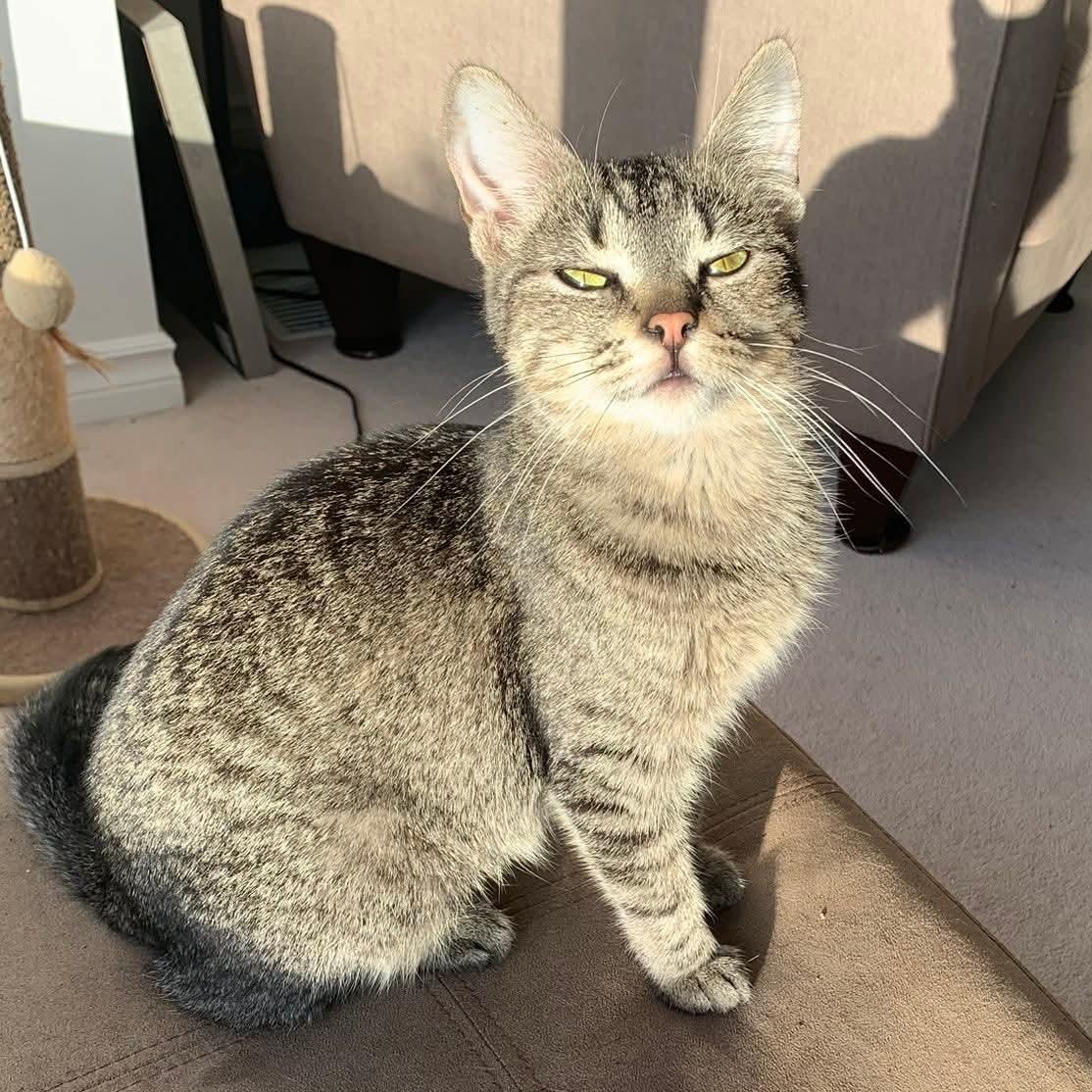 Mouse  (f) 1yrs old tabby dsh silver tip, Adoptable, Adult Female Domestic Short Hair.