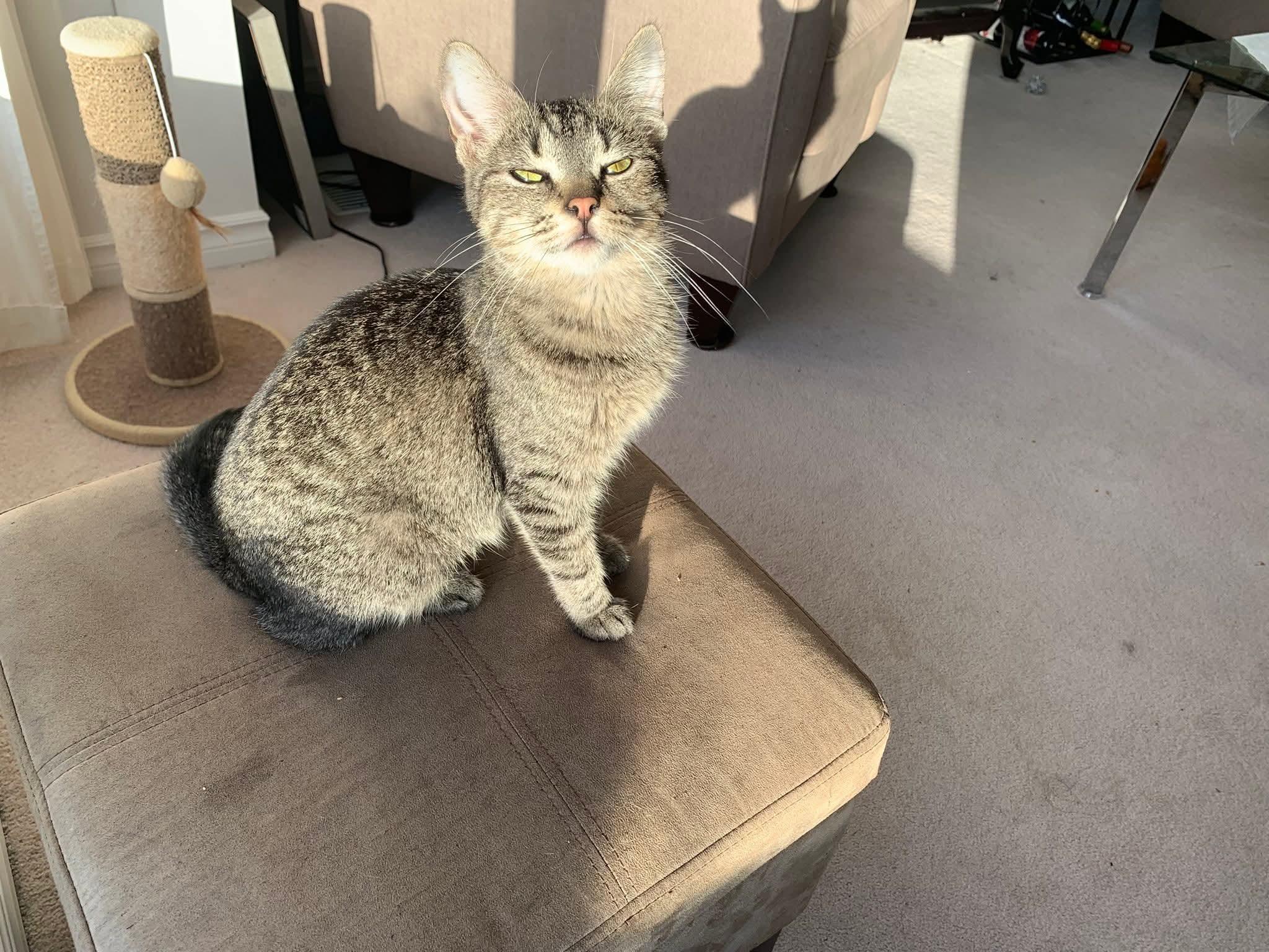 Mouse  (f) 11mths tabby dsh silver tip