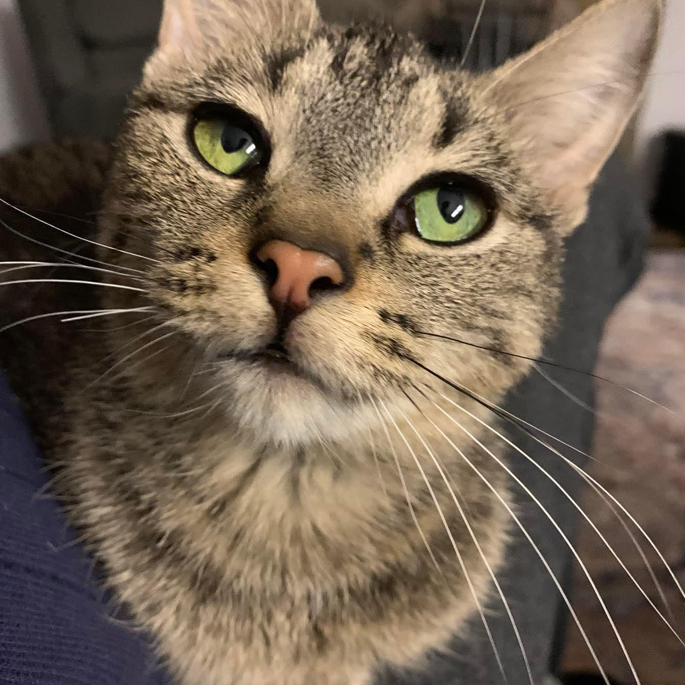 Enlarge Mouse  (f) 1yrs old tabby dsh silver tip, a Adoptable Domestic Short Hair in Ottawa, ON image 1/6