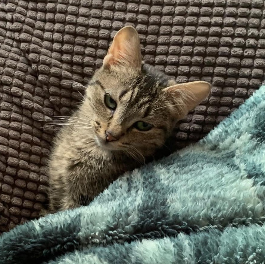 Enlarge Mouse  (f) 1yrs old tabby dsh silver tip, a Adoptable Domestic Short Hair in Ottawa, ON image 4/6