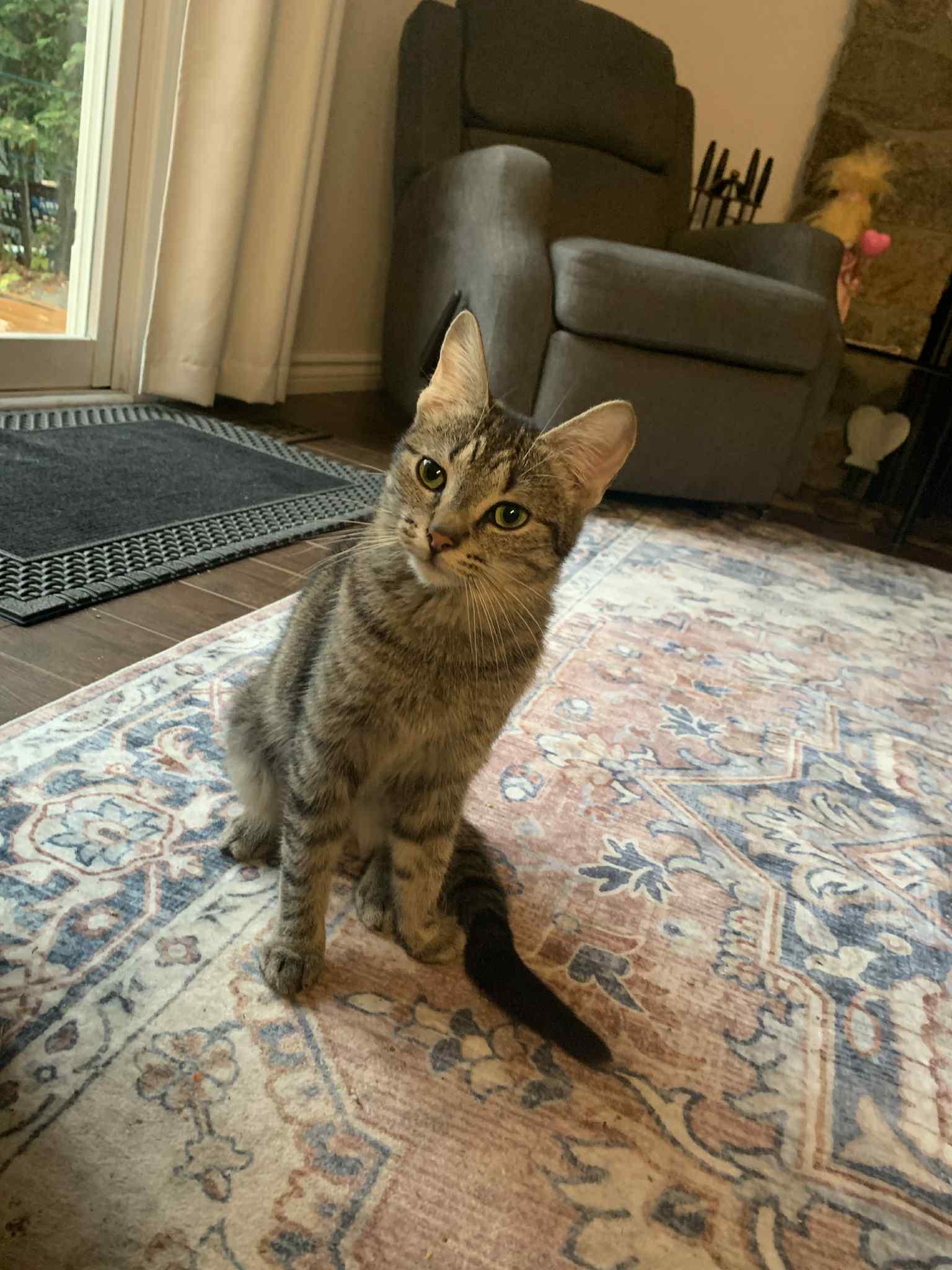 Mouse  (f) 11mths tabby dsh silver tip