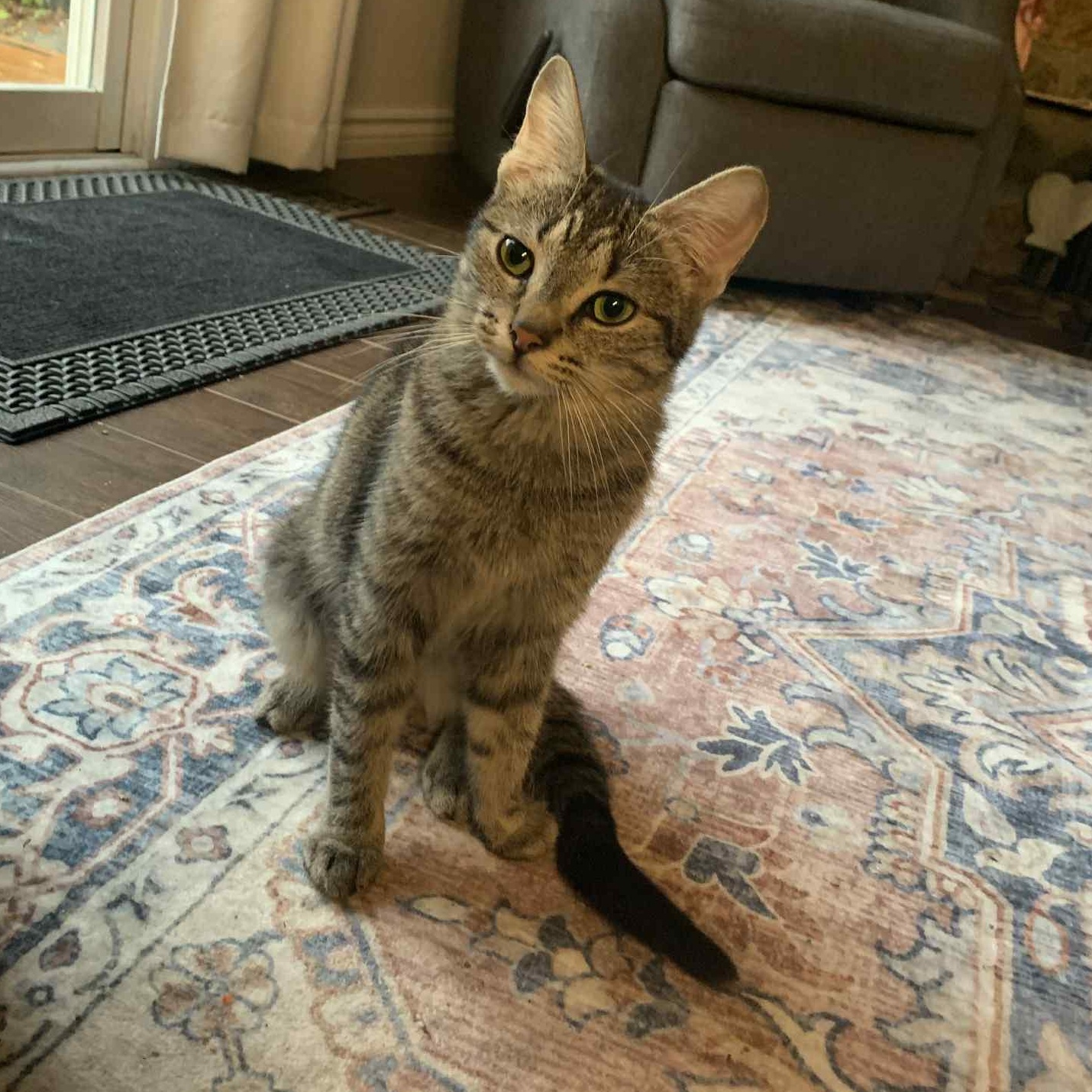 Enlarge Mouse  (f) 1yrs old tabby dsh silver tip, a Adoptable Domestic Short Hair in Ottawa, ON image 5/6