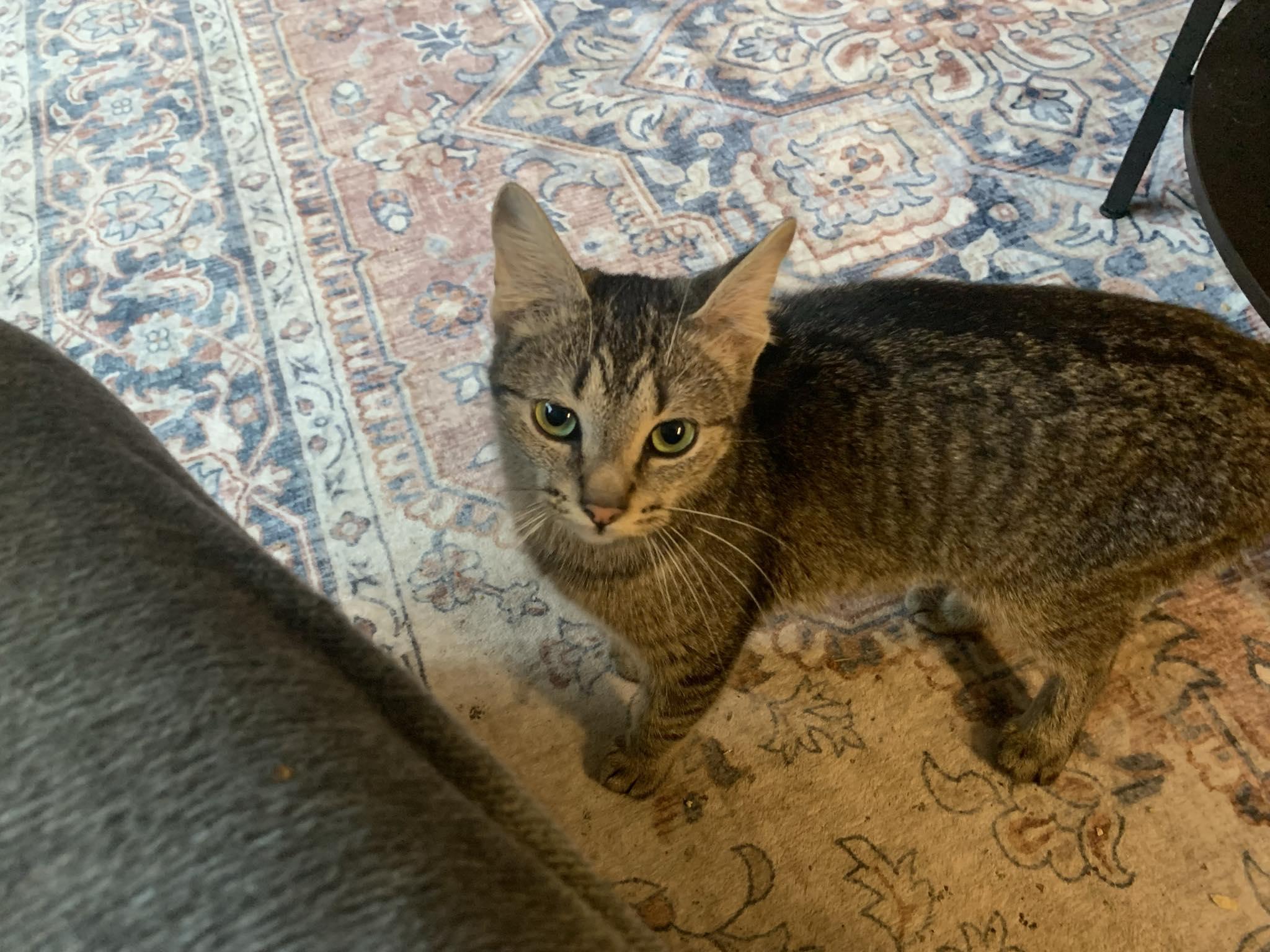 Mouse  (f) 11mths tabby dsh silver tip