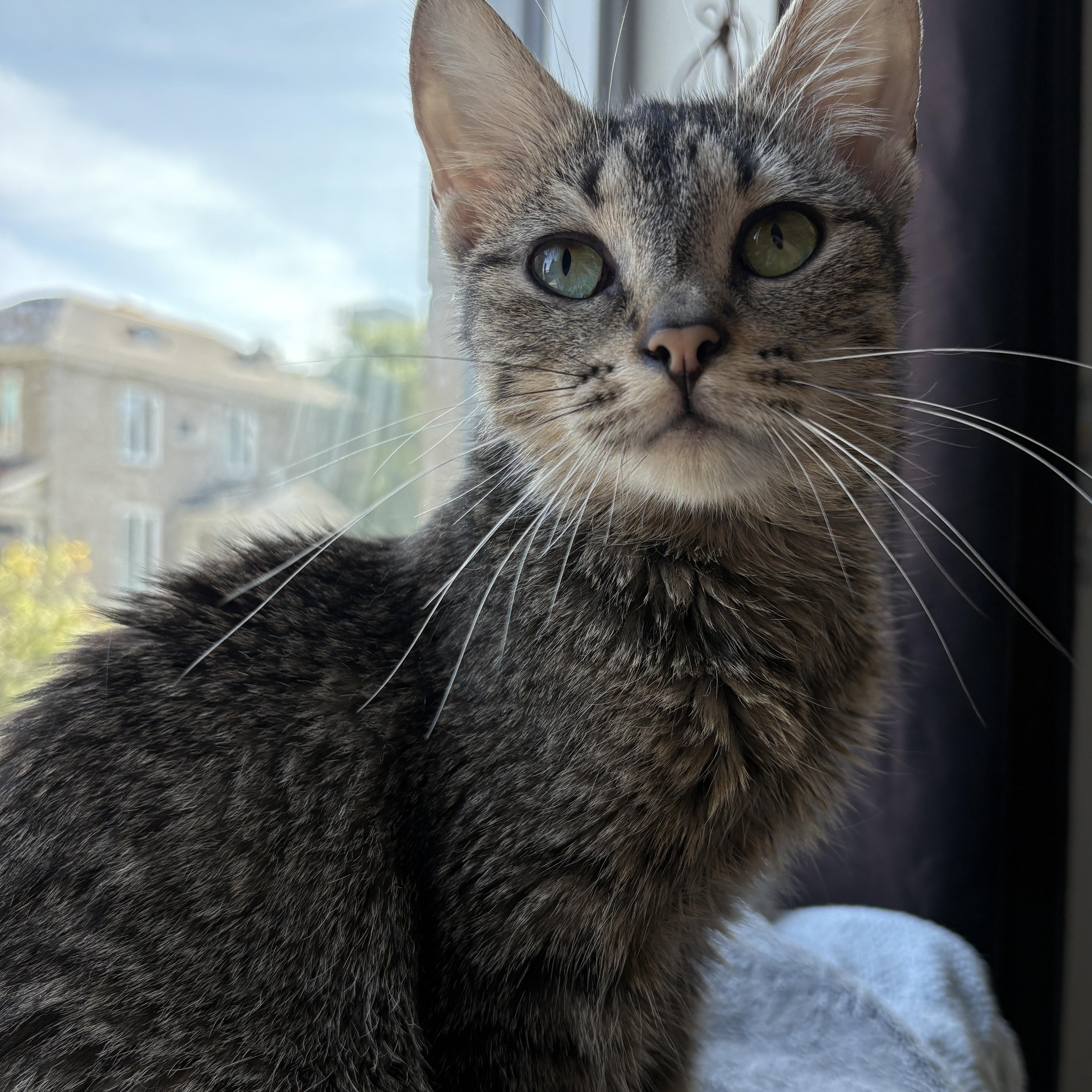 Mouse  (f) 11mths tabby dsh silver tip