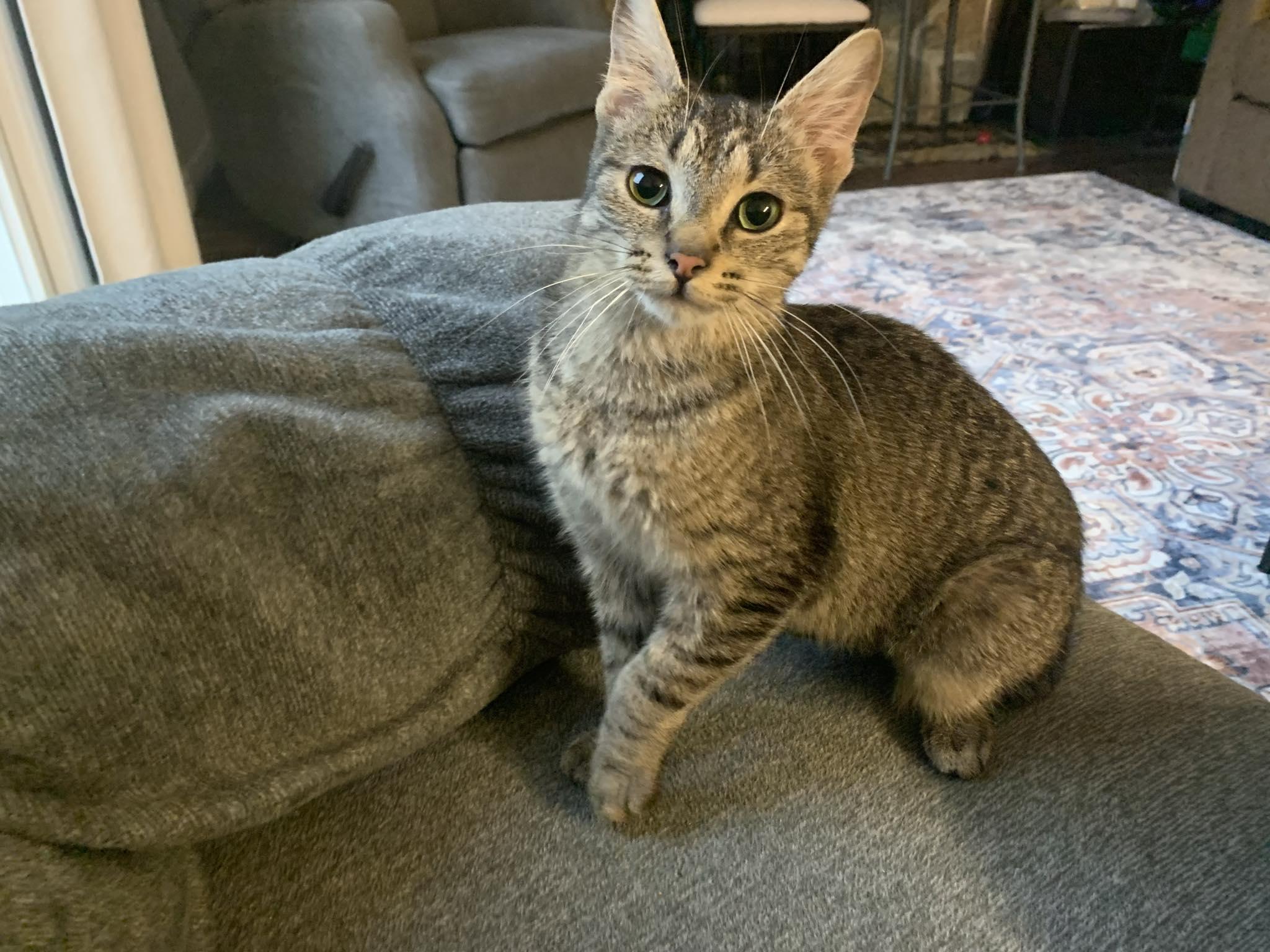 Mouse  (f) 11mths tabby dsh silver tip