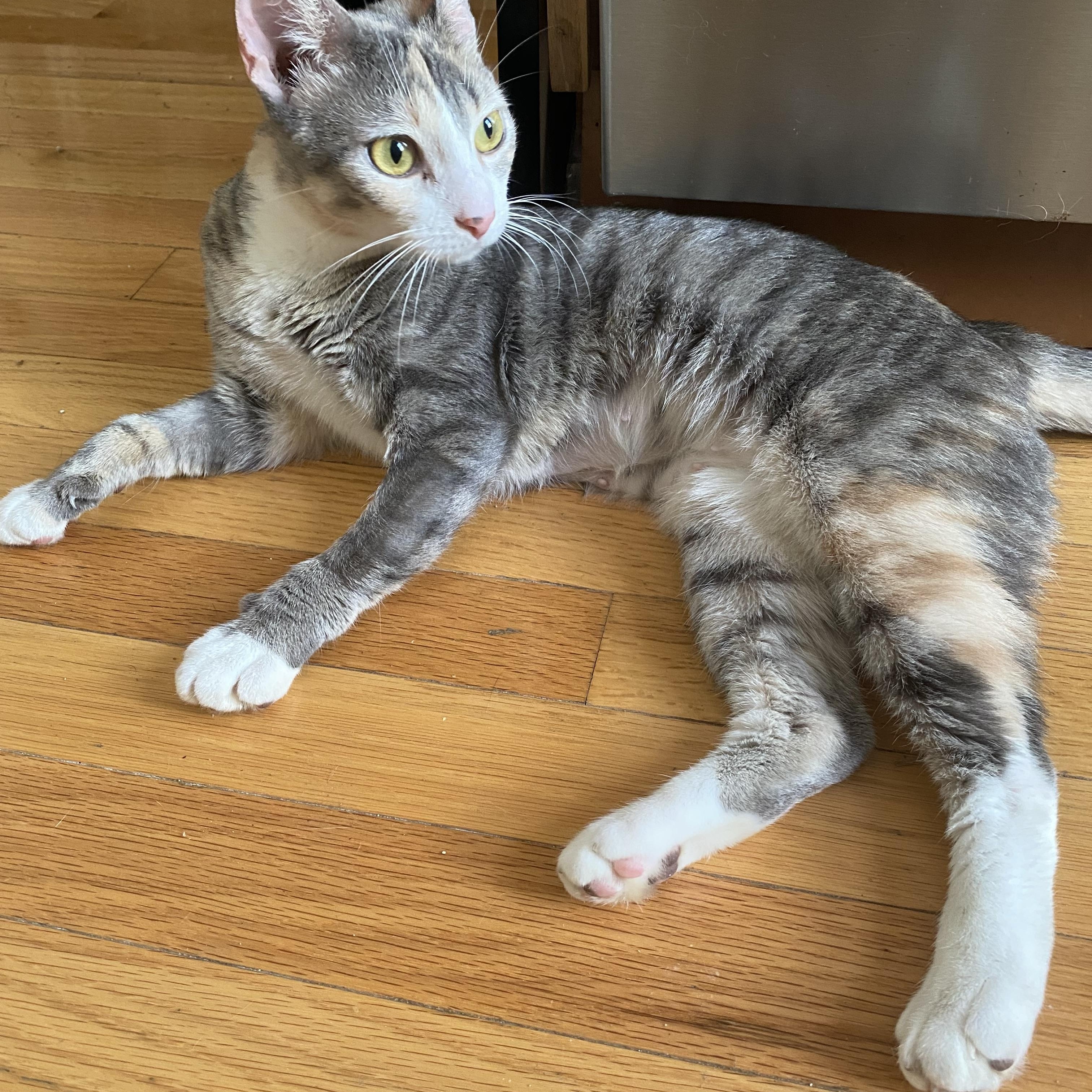 Luna EB, a Adoptable American Shorthair in Brooklyn, NY image 2/4