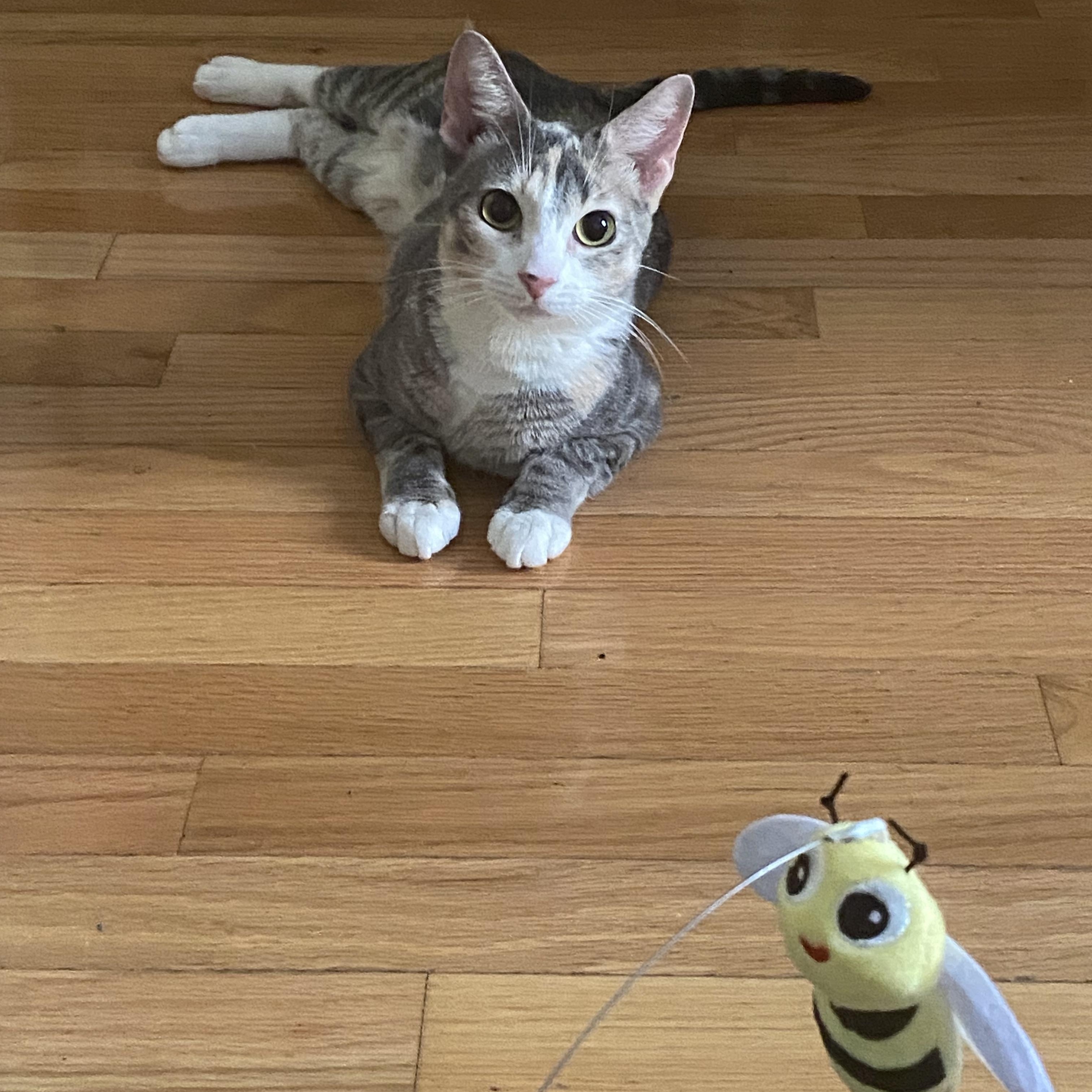 Luna EB, a Adoptable American Shorthair in Brooklyn, NY image 1/4