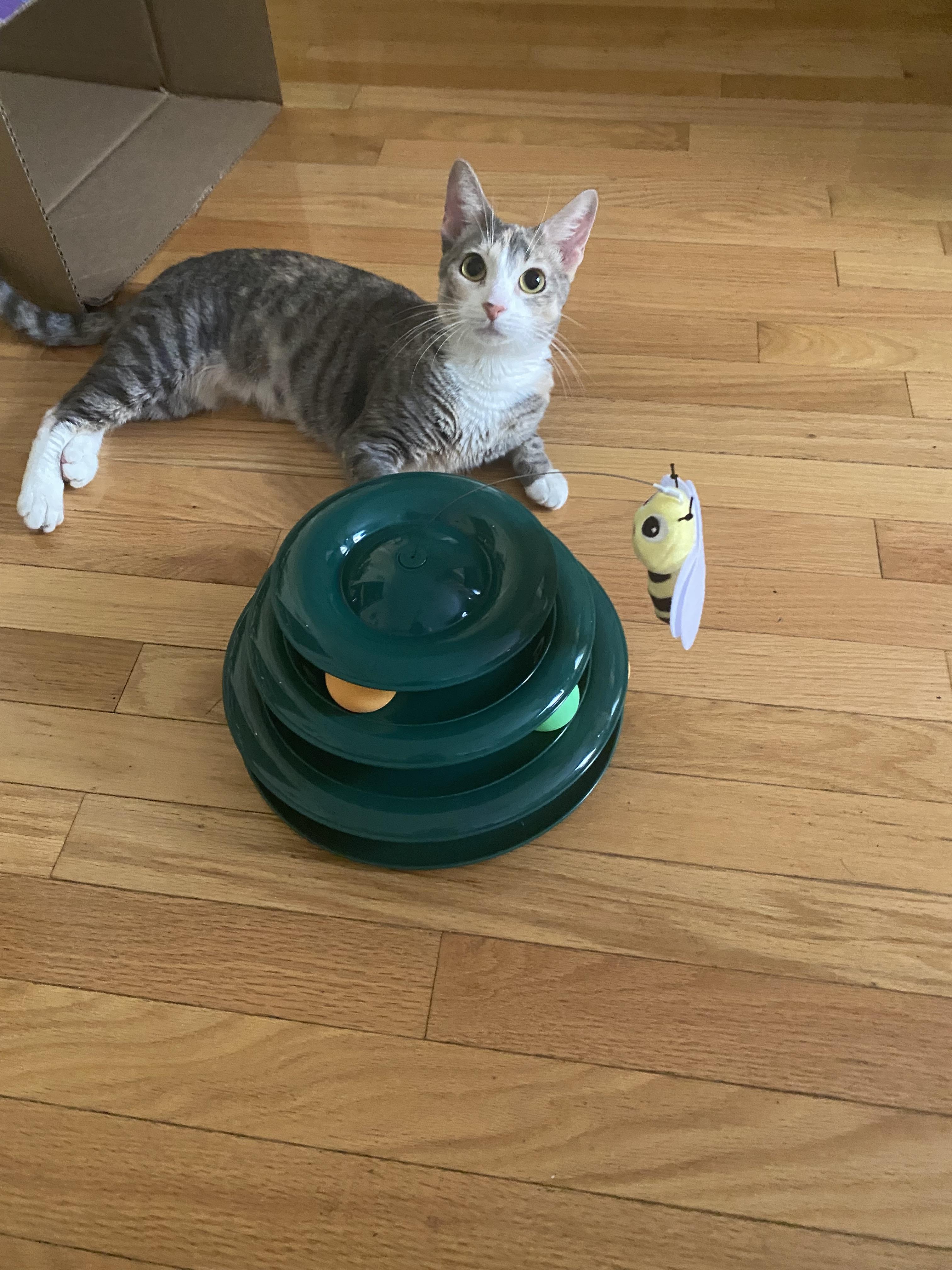 Luna EB, a Adoptable American Shorthair in Brooklyn, NY image 3/4