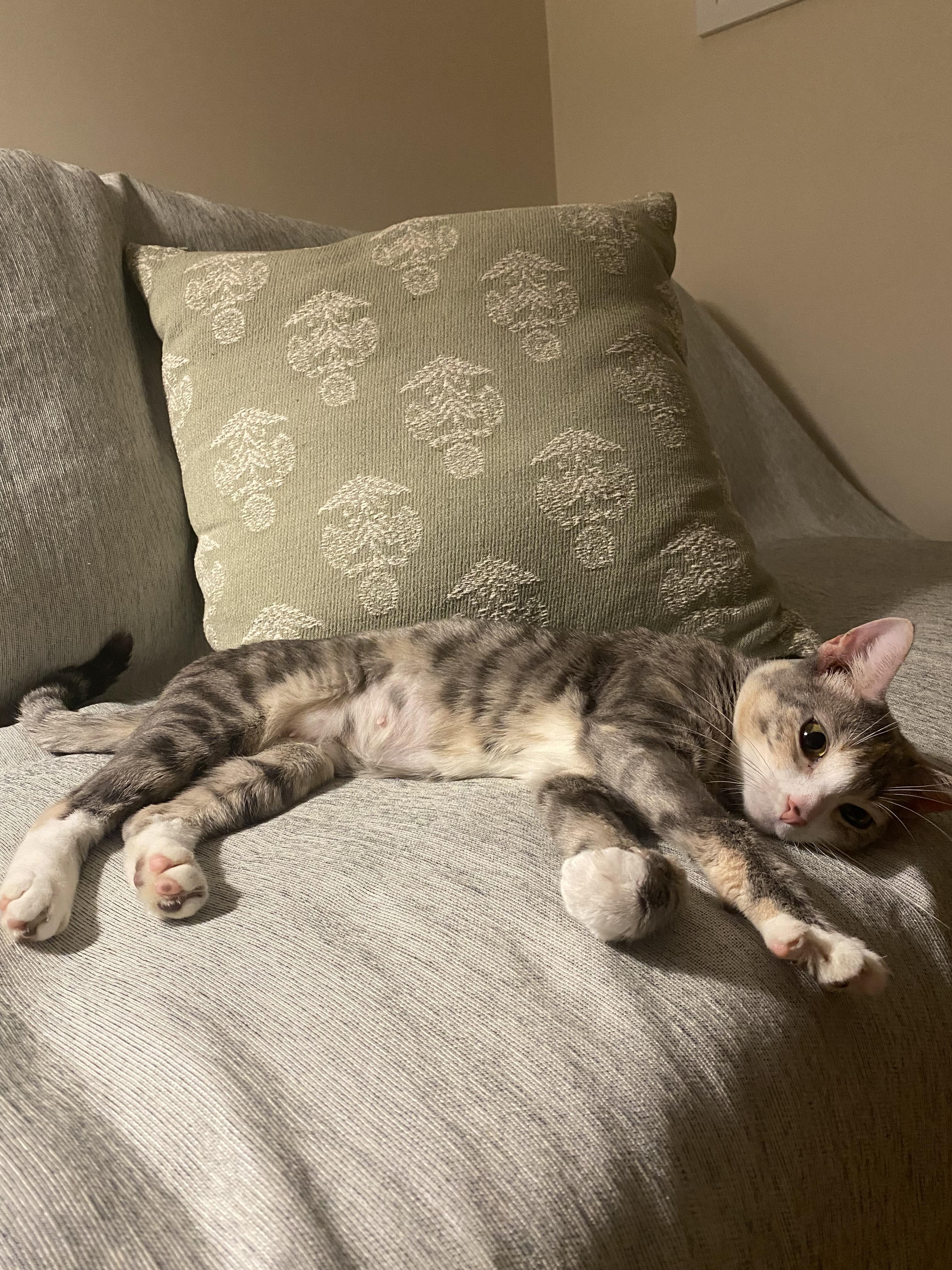 Luna EB, a Adoptable American Shorthair in Brooklyn, NY image 4/4