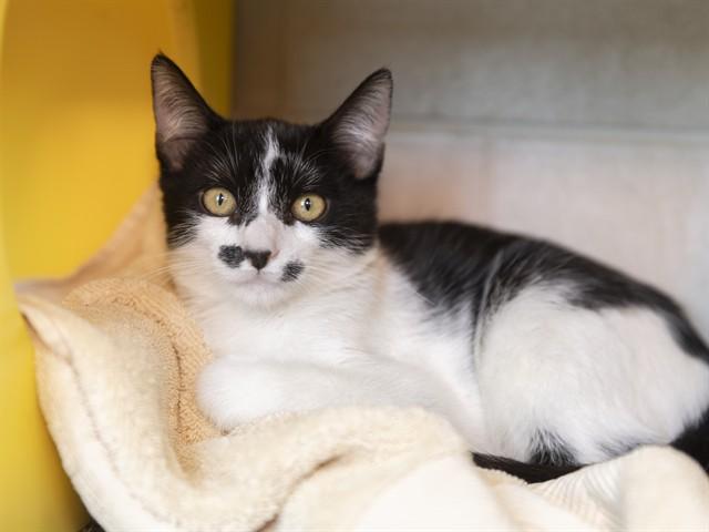 KITTY CAT, Adoptable, Kitten Male Domestic Short Hair.