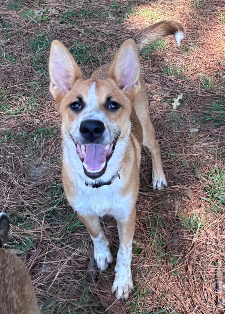 Enlarge Max Lafleur, a Adoptable Shepherd in Little Rock, AR image 1/5