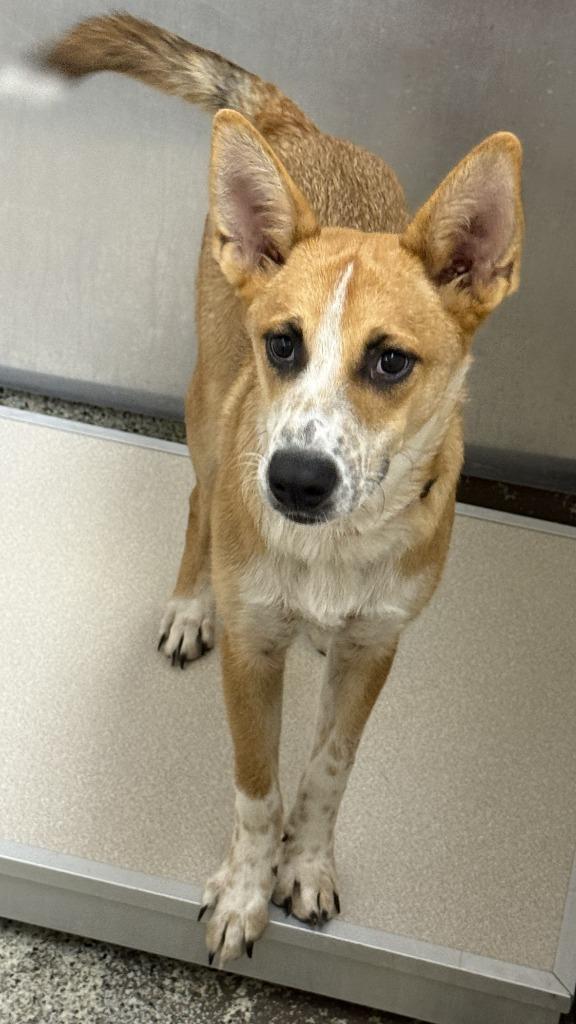 Enlarge Max Lafleur, a Adoptable Shepherd in Little Rock, AR image 2/5