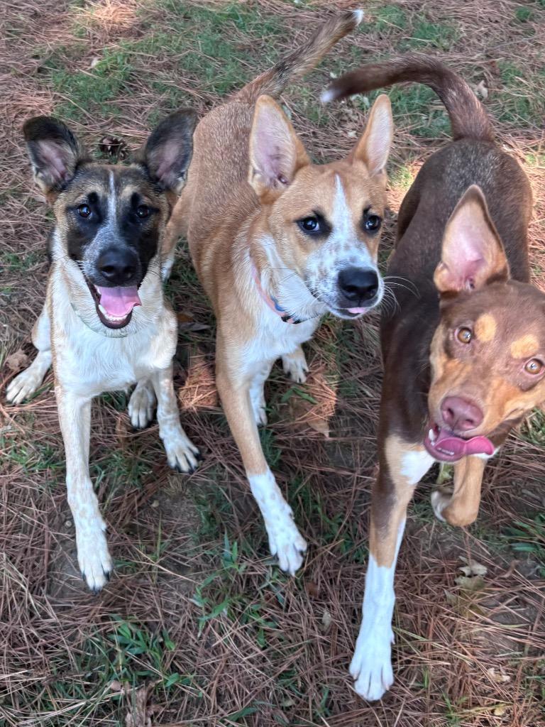 Enlarge Max Lafleur, a Adoptable Shepherd in Little Rock, AR image 3/5