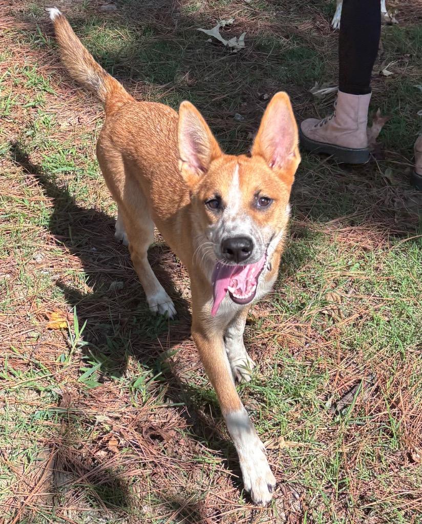 Enlarge Max Lafleur, a Adoptable Shepherd in Little Rock, AR image 4/5