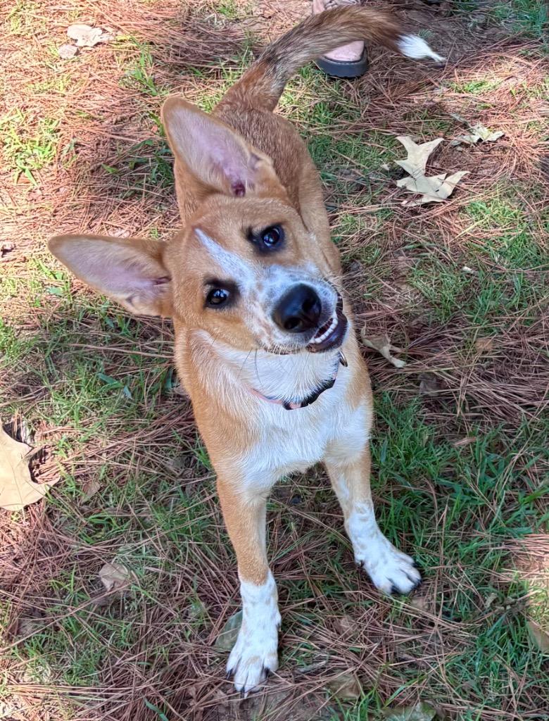 Enlarge Max Lafleur, a Adoptable Shepherd in Little Rock, AR image 5/5