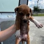 Gemini 51131980, ADOPTABLE, Young Male Pit Bull Terrier.