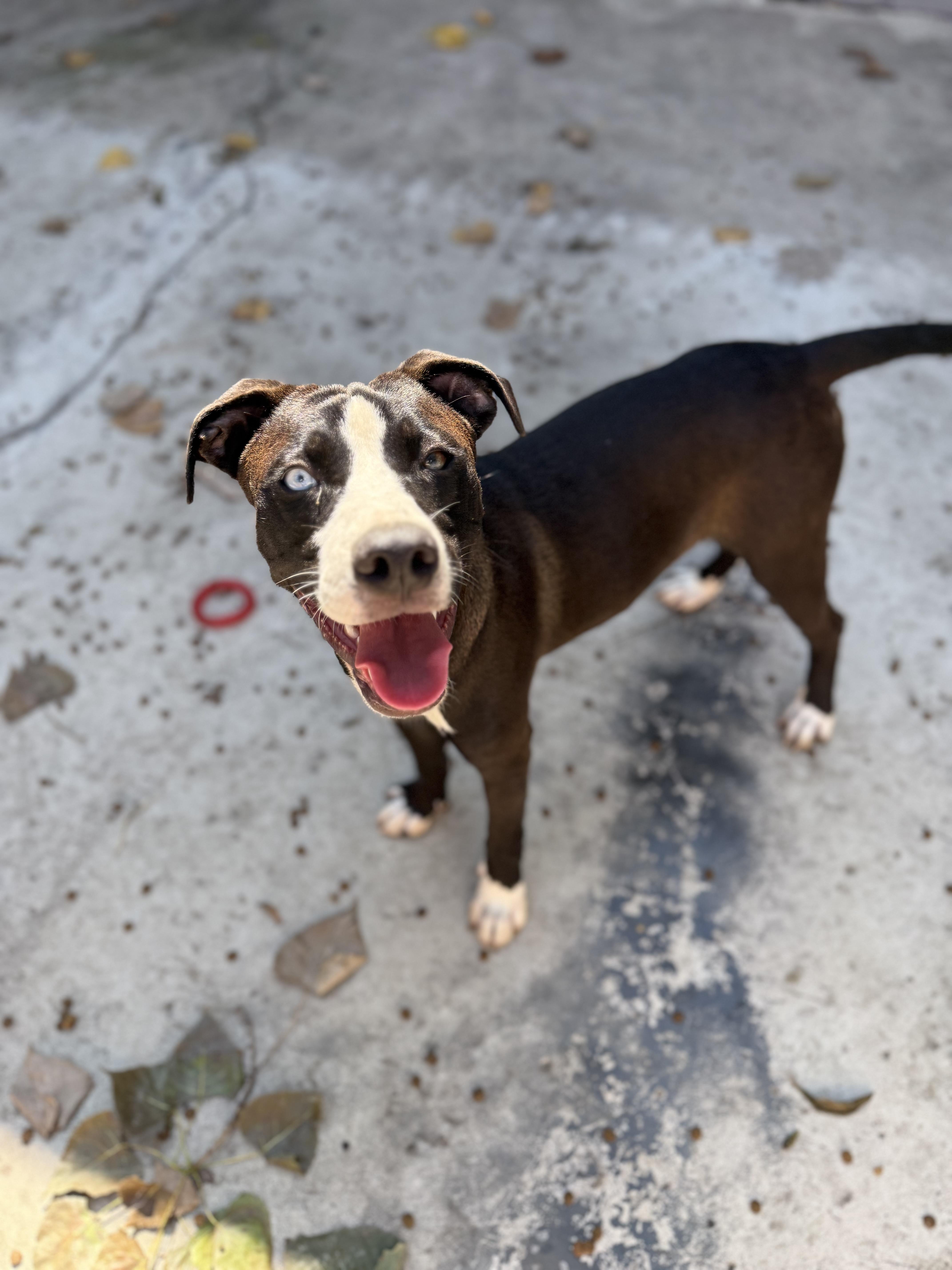 Marble, a Adoptable Mixed Breed in Homewood, IL image 1/2