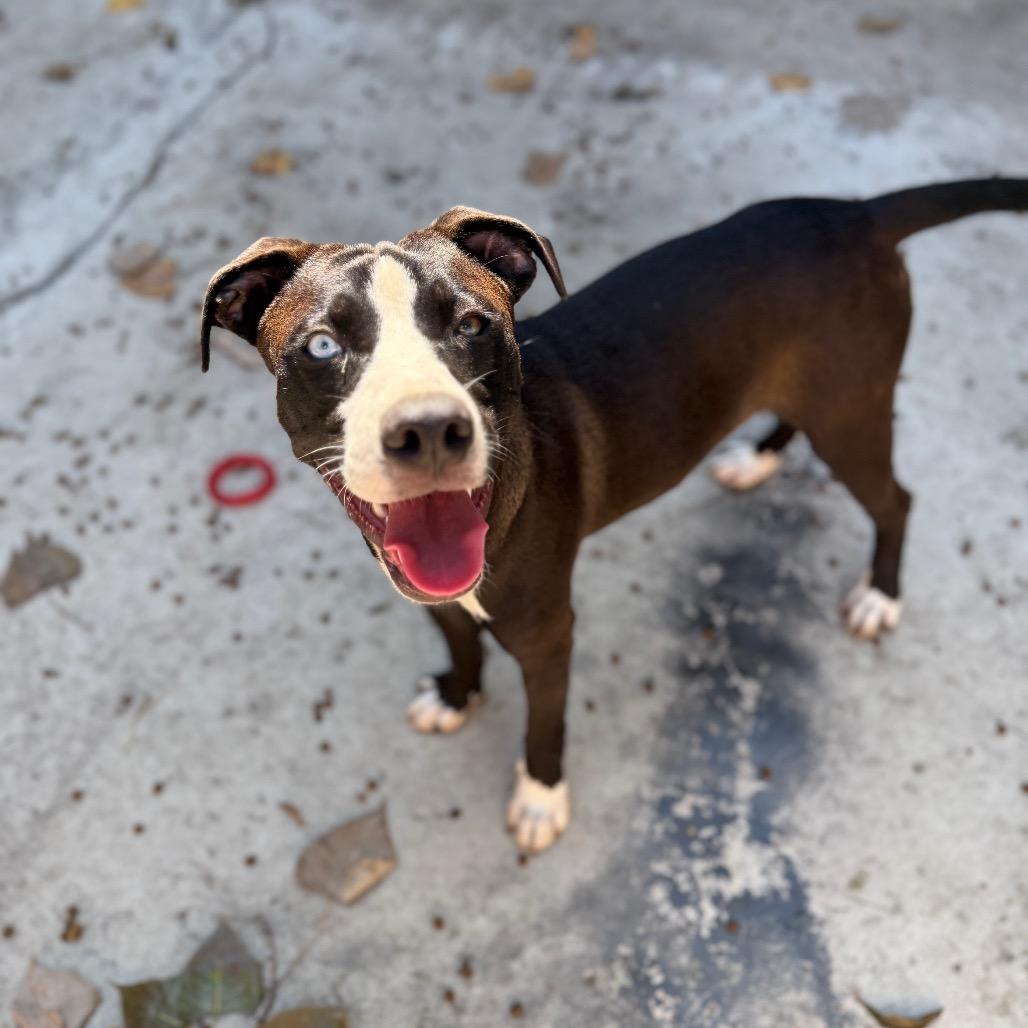 Marble, a Adoptable Mixed Breed in Homewood, IL image 2/2