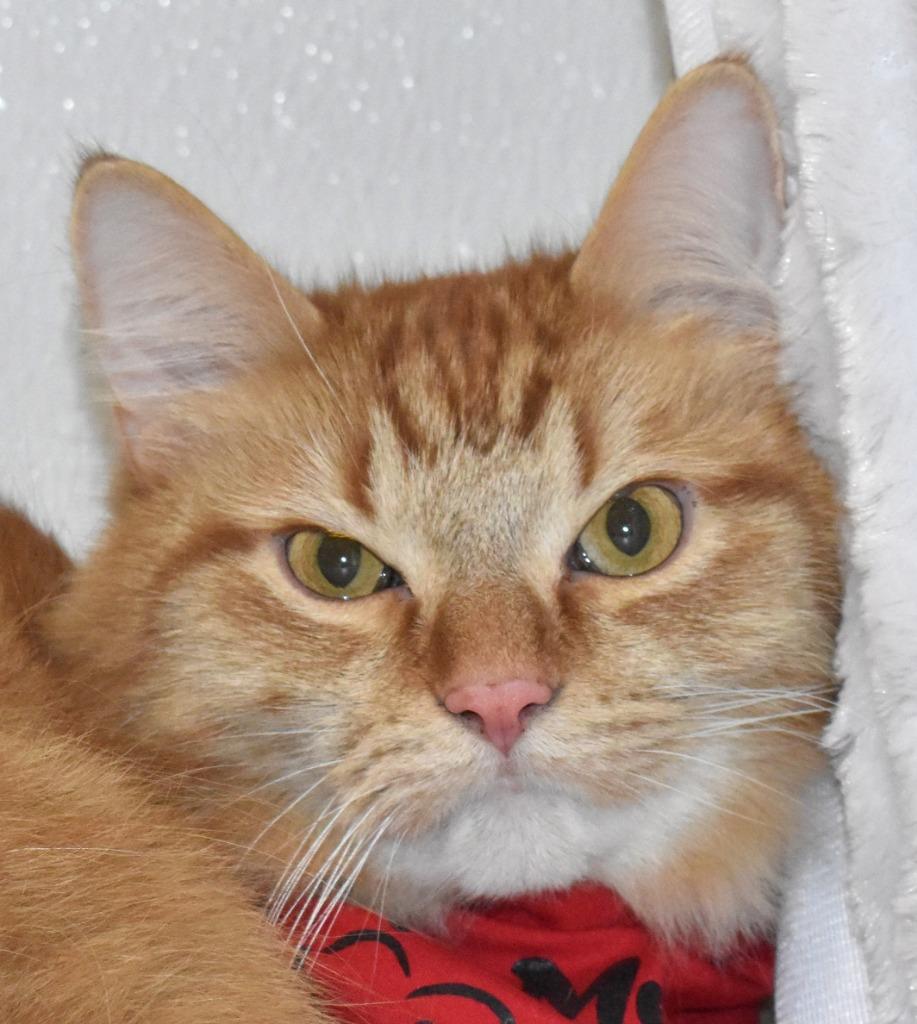 Enlarge Tao, a Adoptable mixed breed in Springfield, OH image 1/3